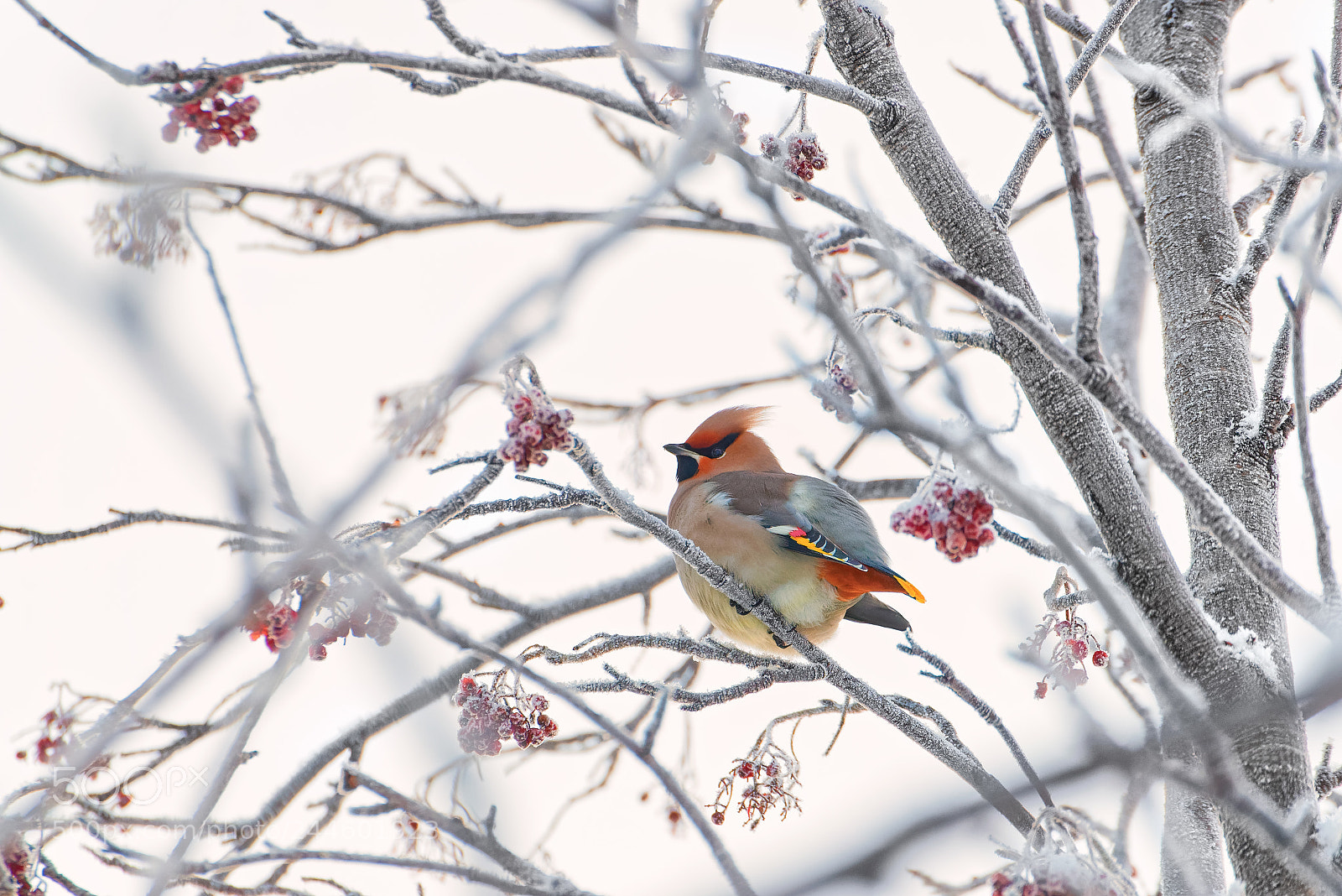 Nikon D600 sample photo. Waxwing photography