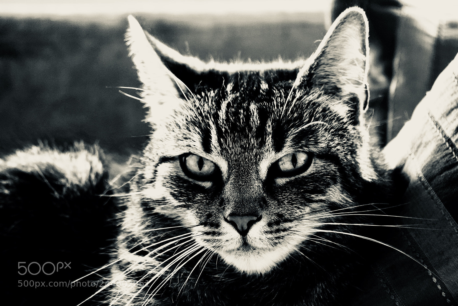 Nikon D3000 sample photo. Untitled photography