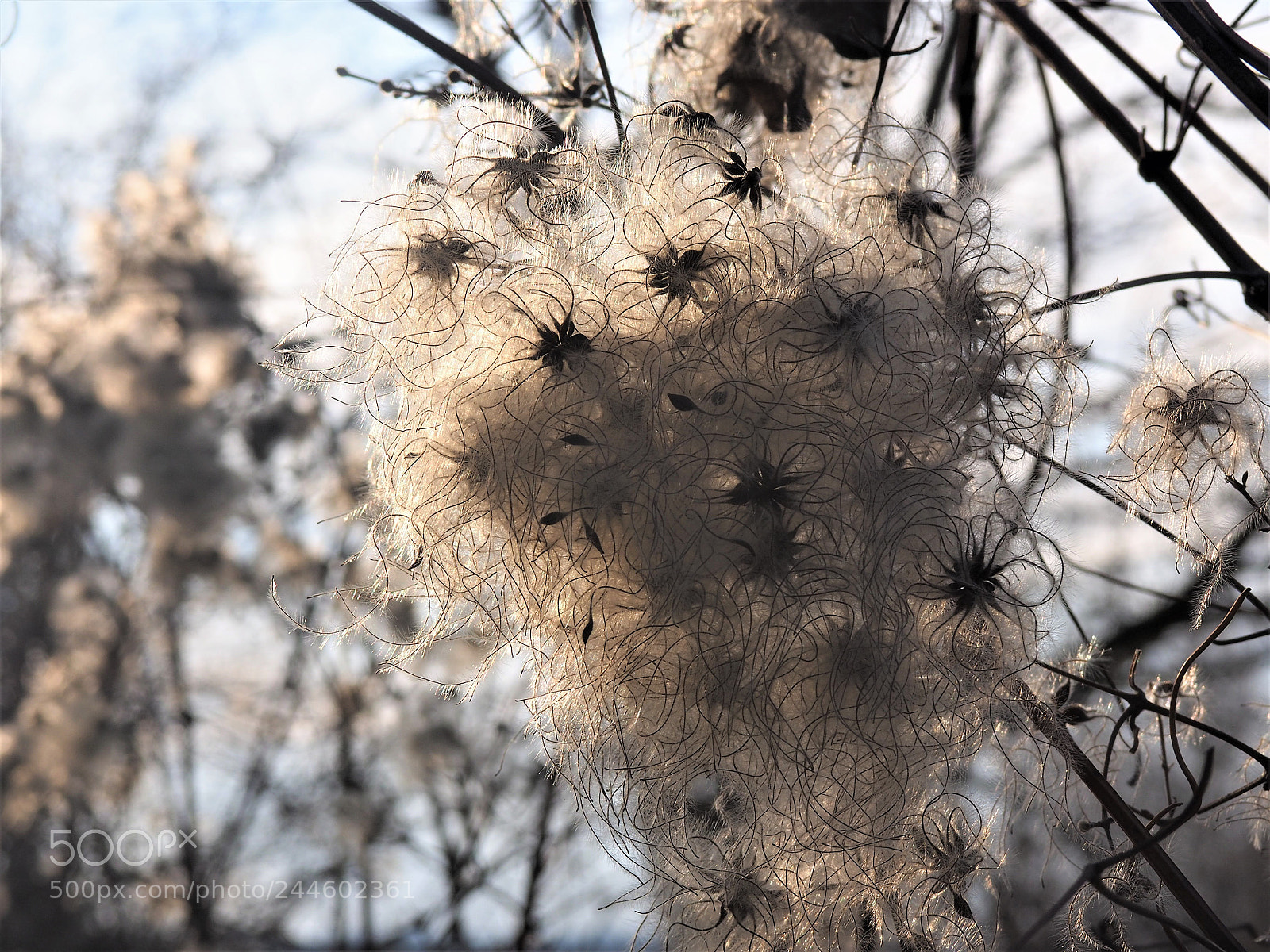 Olympus OM-D E-M10 II sample photo. Gubanc photography