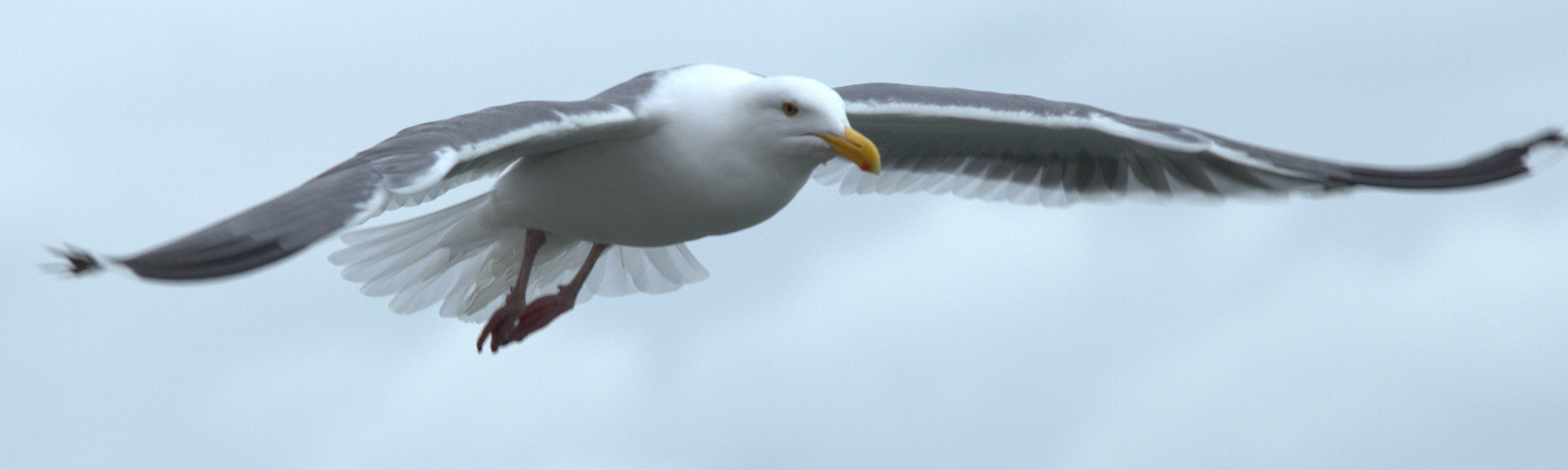 Canon EF 70-300mm F4-5.6 IS USM sample photo. Flying is my life photography