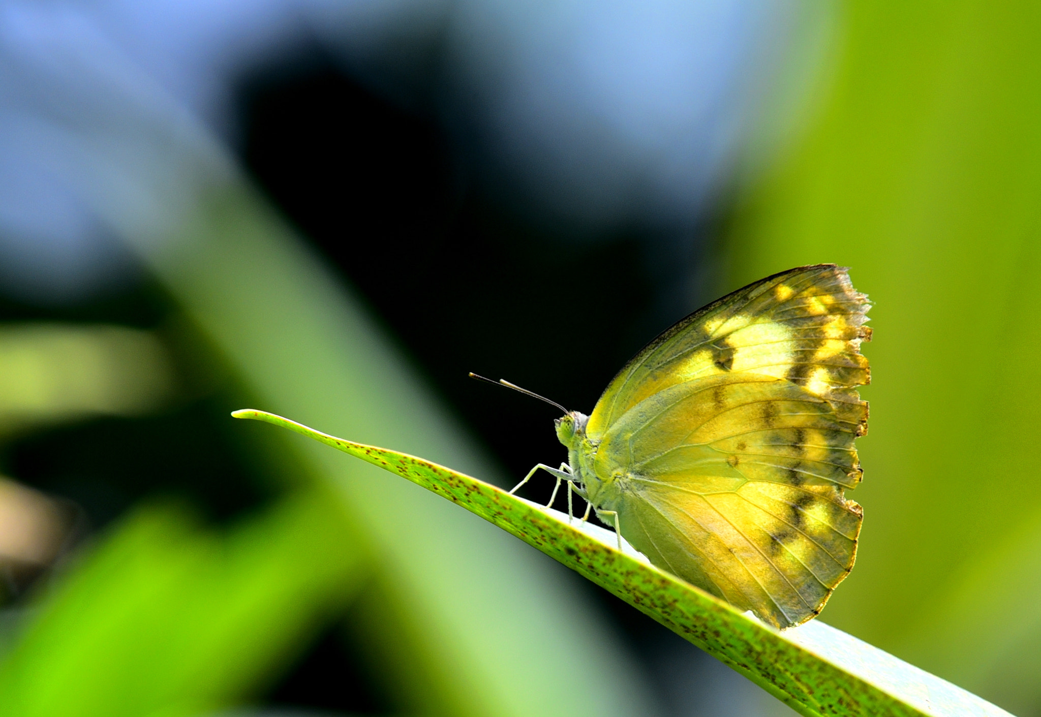 Nikon D750 + Nikon Nikkor AF-S 300mm F4E PF ED VR sample photo. Yellow butterfly photography