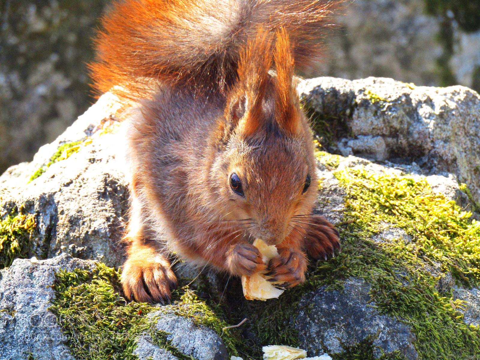 Canon PowerShot SX410 IS sample photo. Squirrel in the park. photography