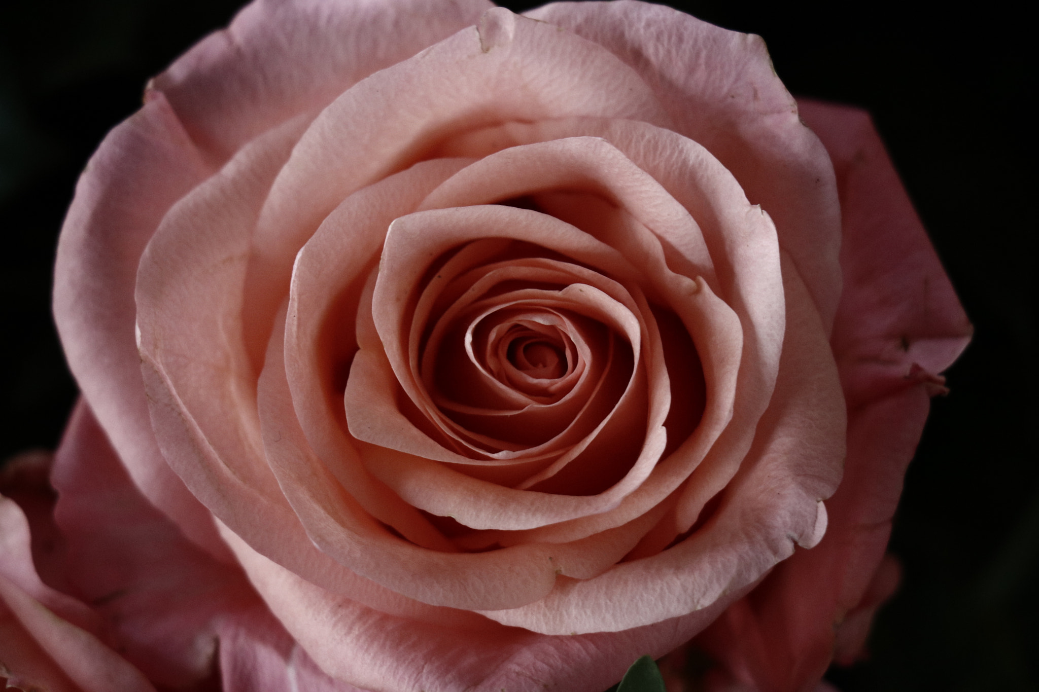 Canon EOS 760D (EOS Rebel T6s / EOS 8000D) sample photo. Pink rose photography
