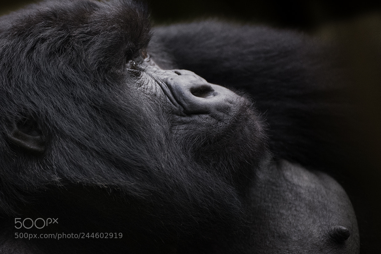 Nikon D850 sample photo. Soothing thoughts photography