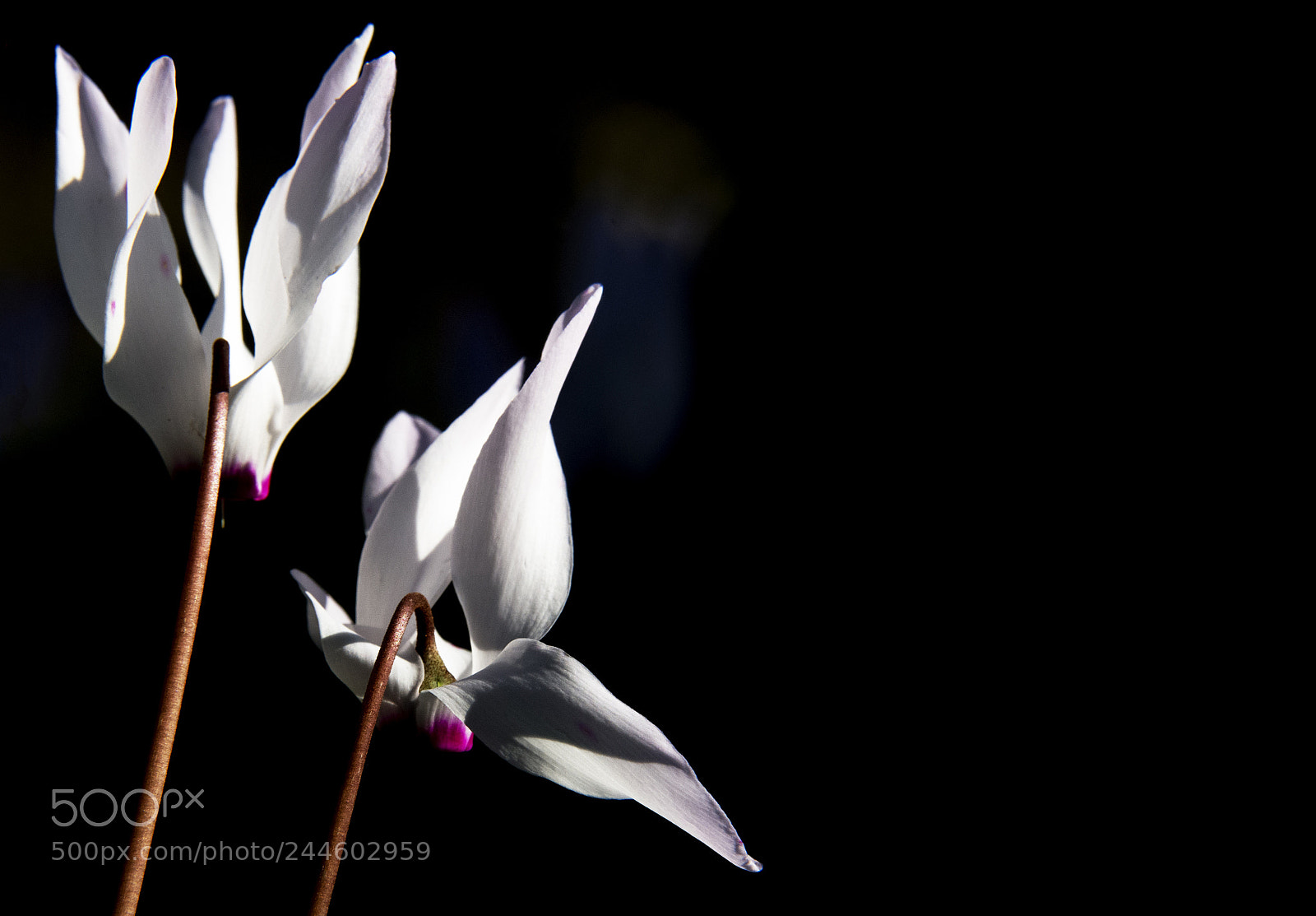 Nikon D7200 sample photo. Cyclamen photography