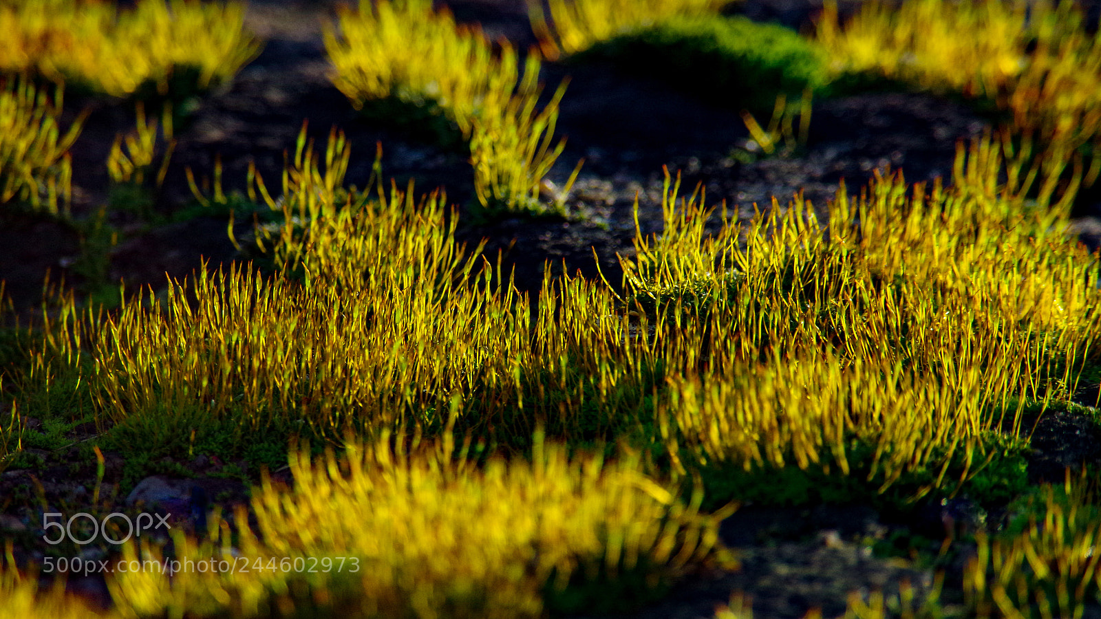 Pentax K-30 sample photo. Moss photography