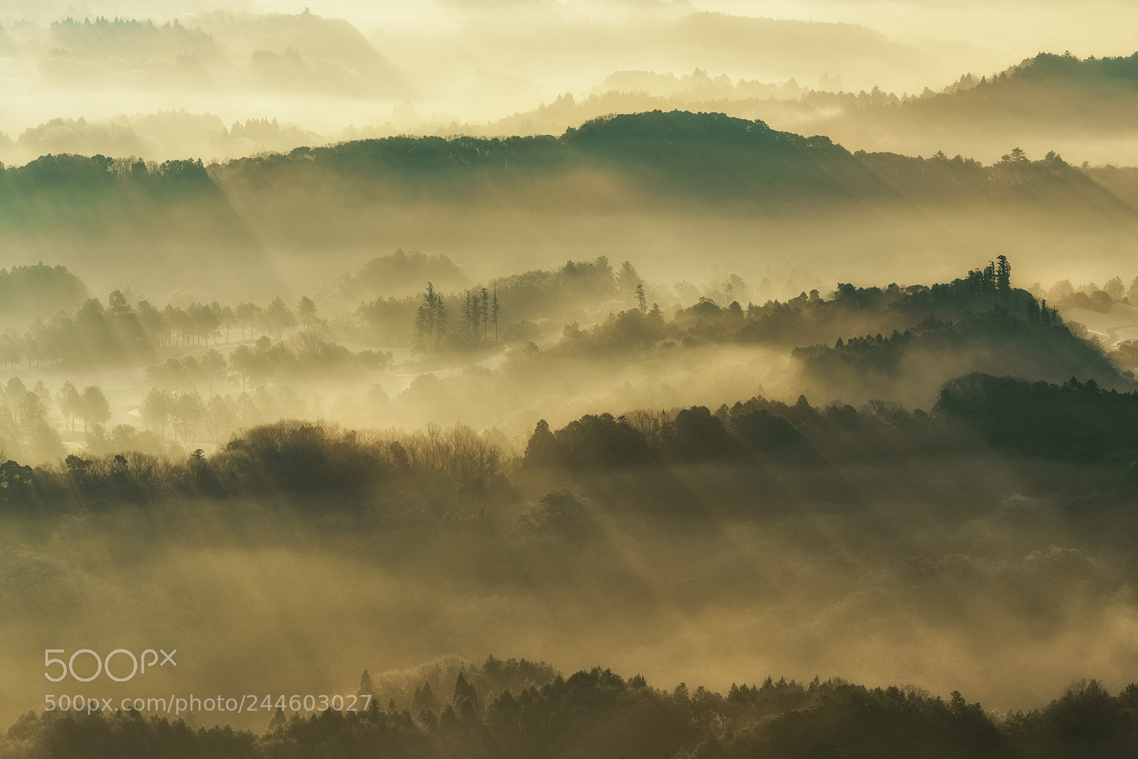 Sony a7R II sample photo. Morning light photography