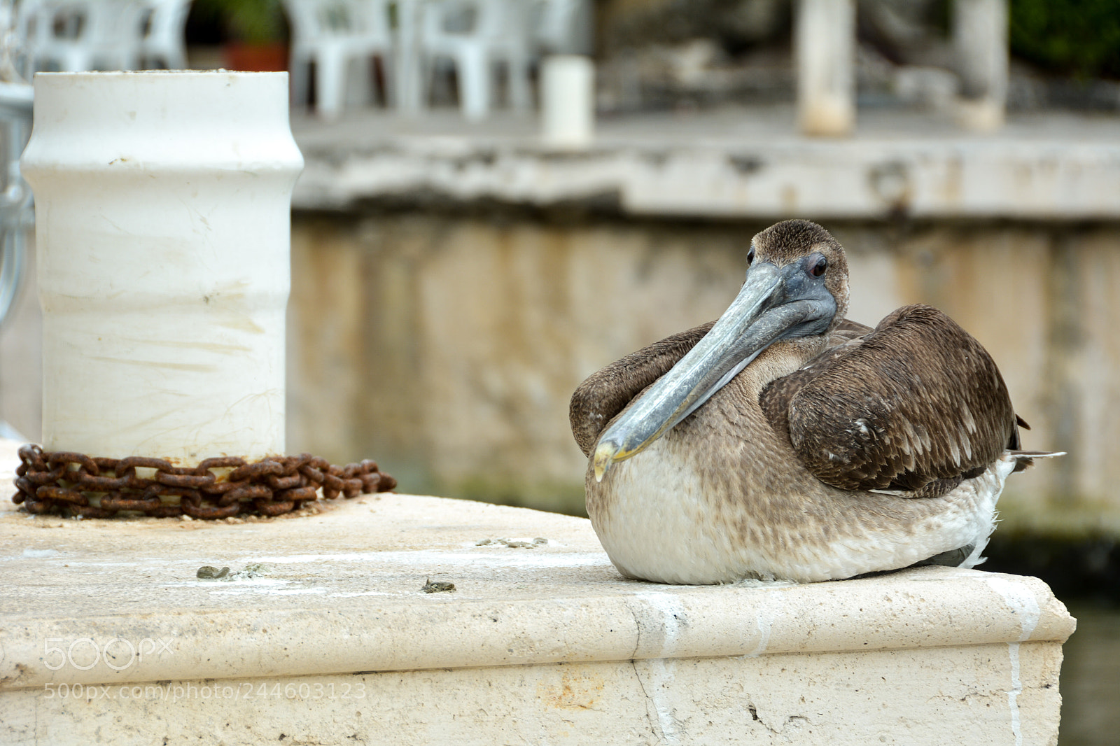 Nikon D7100 sample photo. Au repos photography