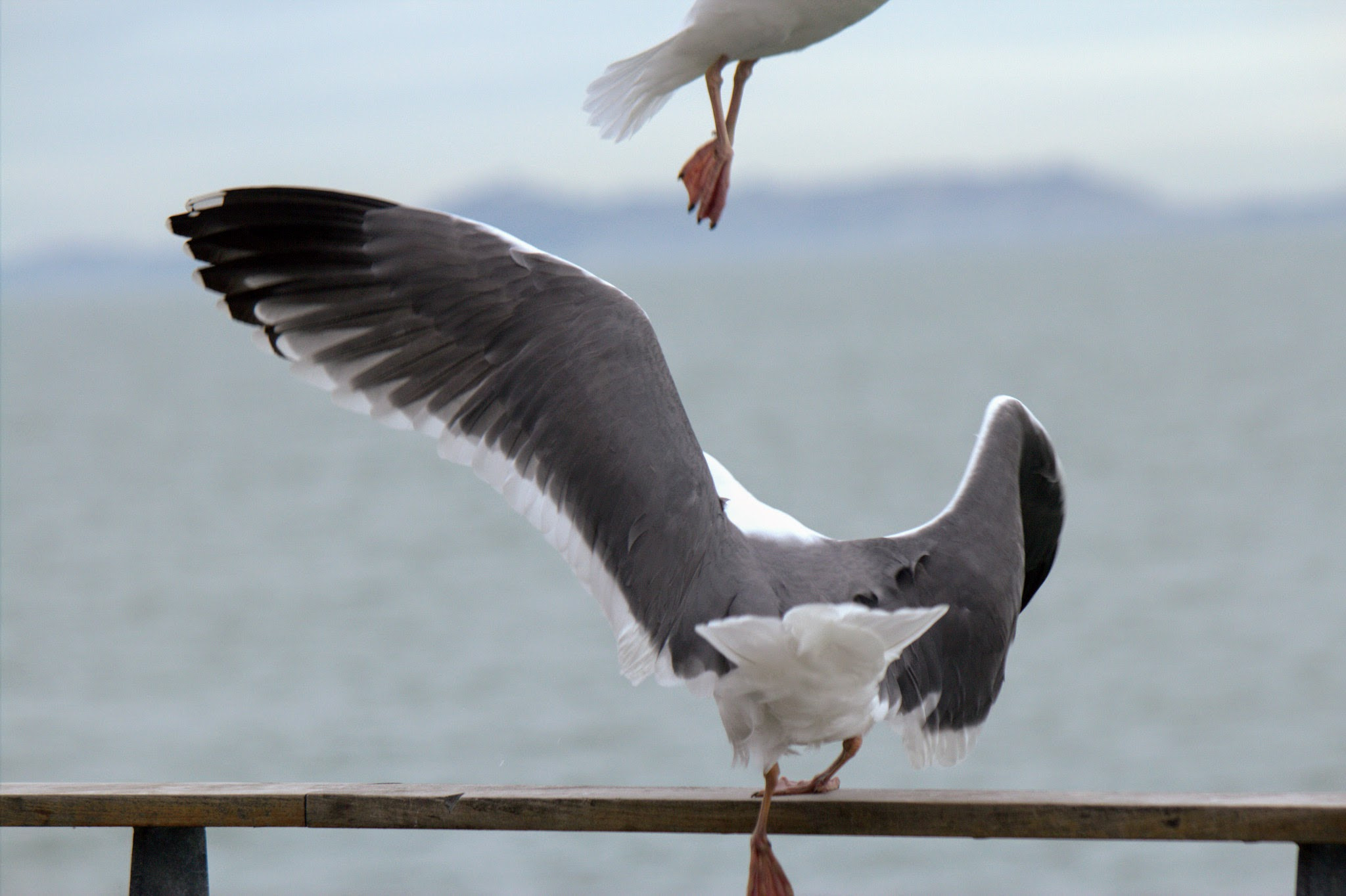 Canon EF 70-300mm F4-5.6 IS USM sample photo. Moving to fly photography