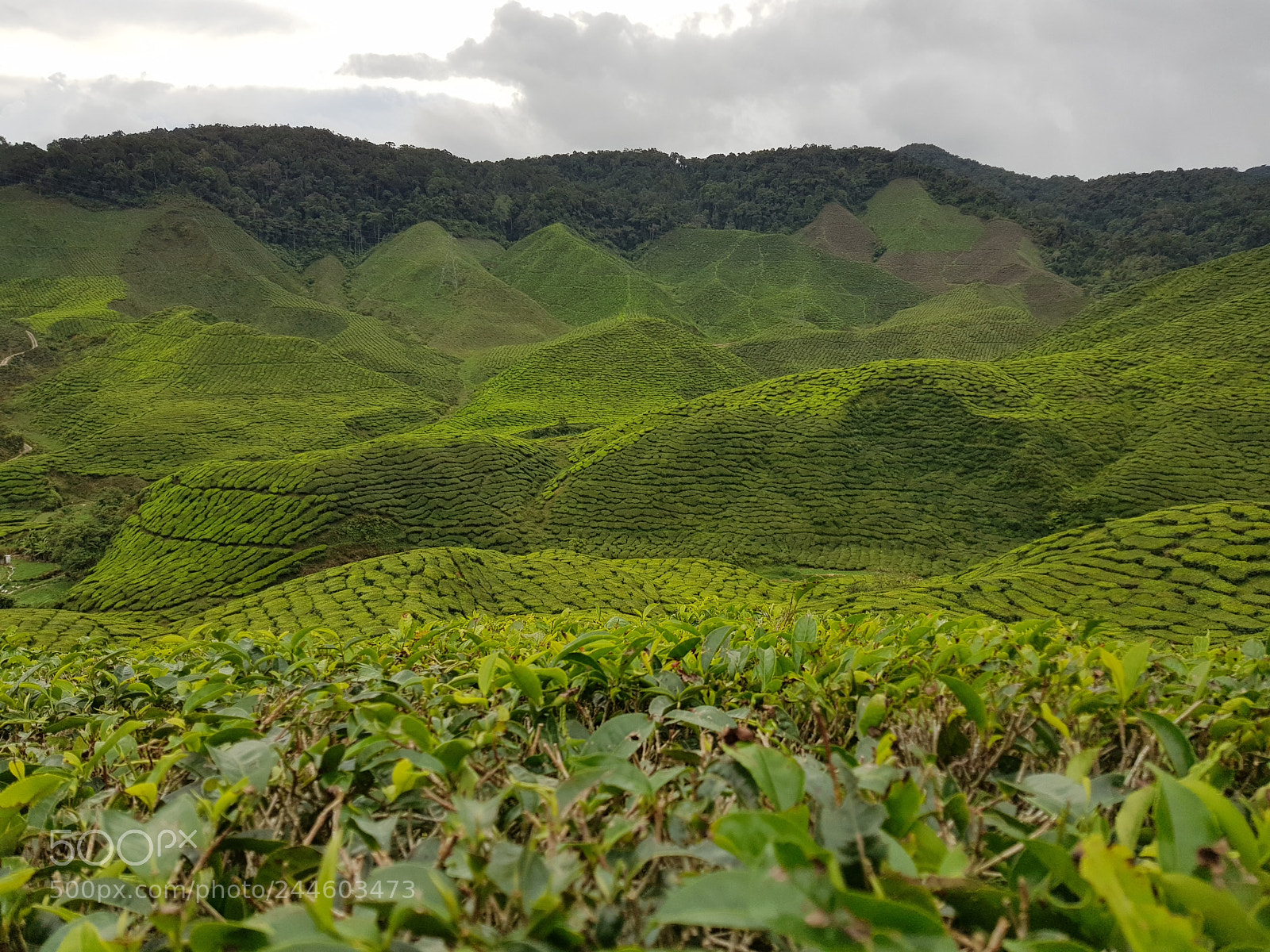 Samsung Galaxy S8 sample photo. Cameron highlands tea plantaion.jpg photography