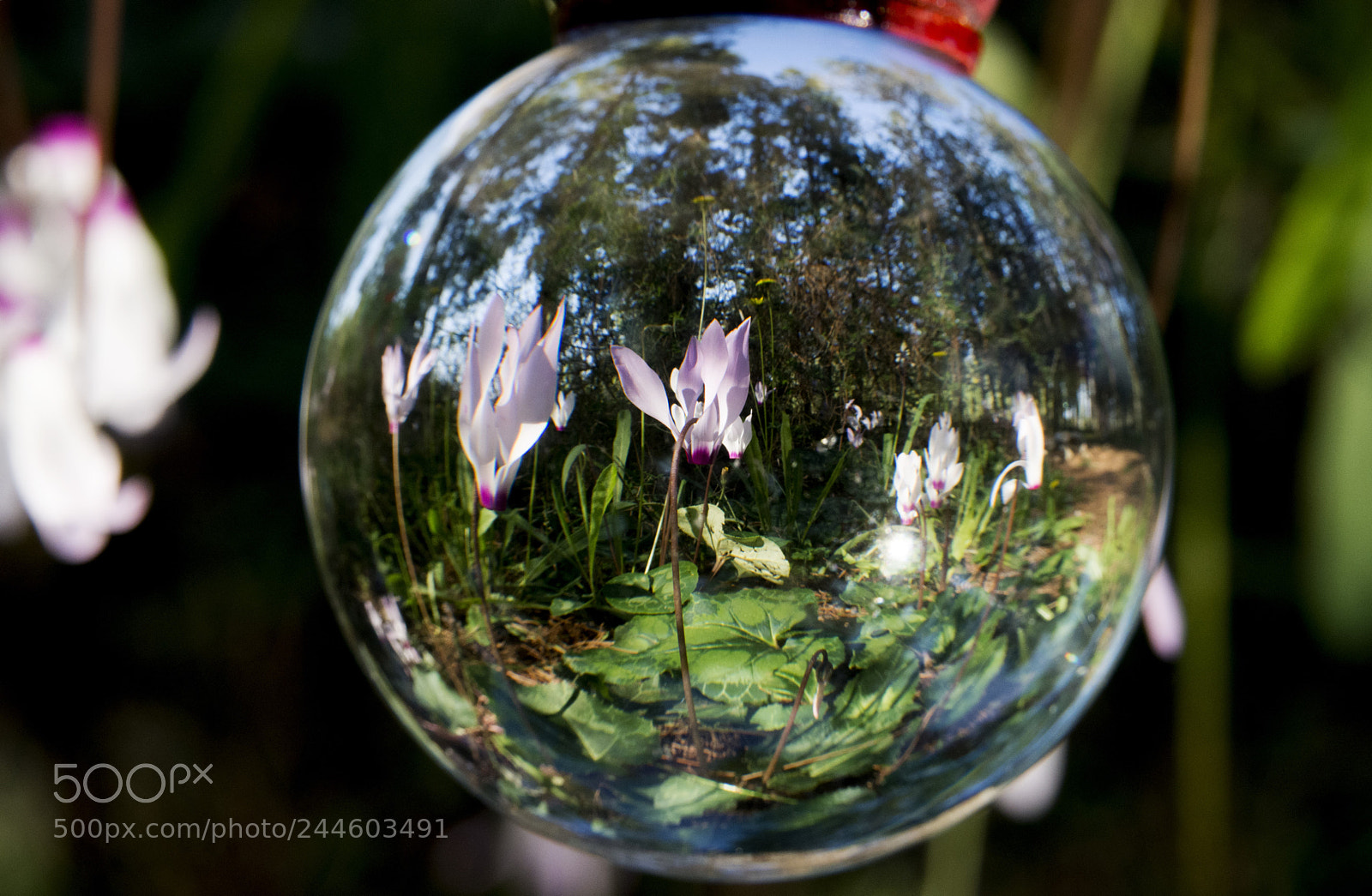 Nikon D7200 sample photo. Cyclamen photography