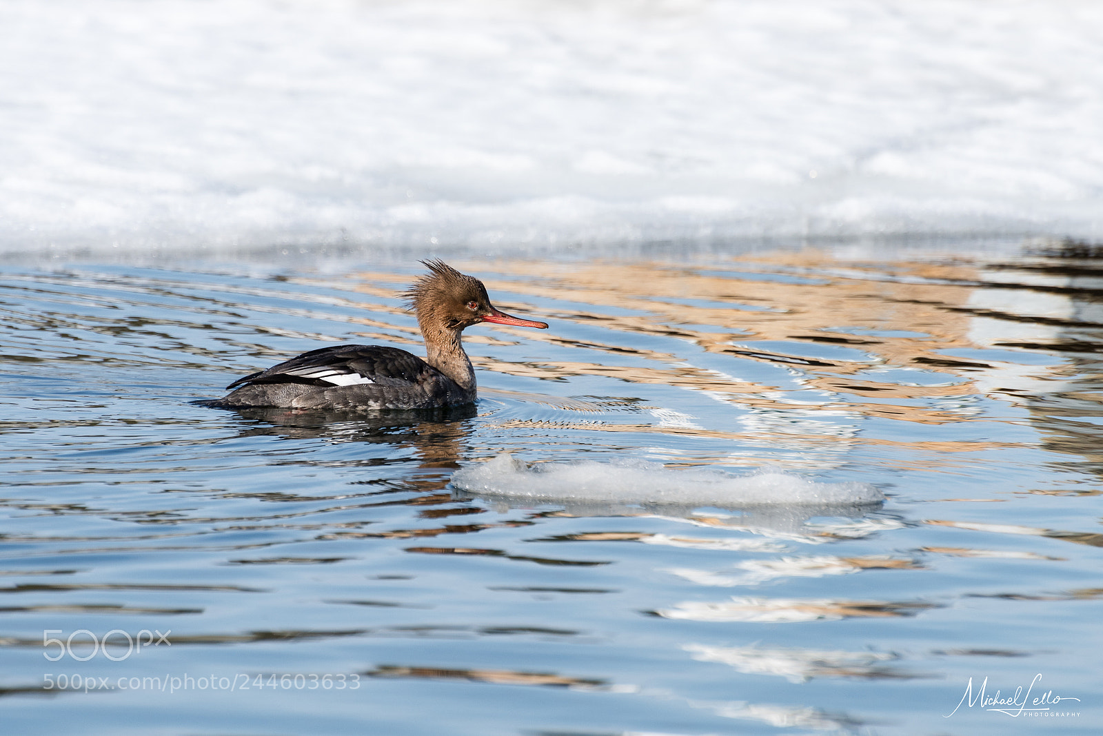 Nikon D810 sample photo. Ice bath photography