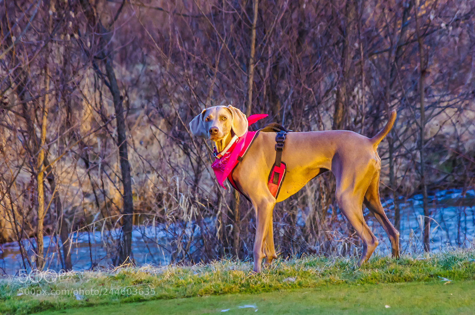 Pentax K-x sample photo. Gianna in twilight photography