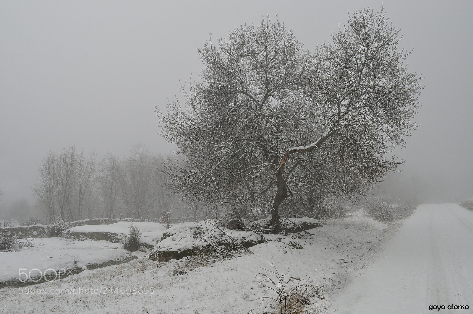 Nikon D5000 sample photo. Nieves photography