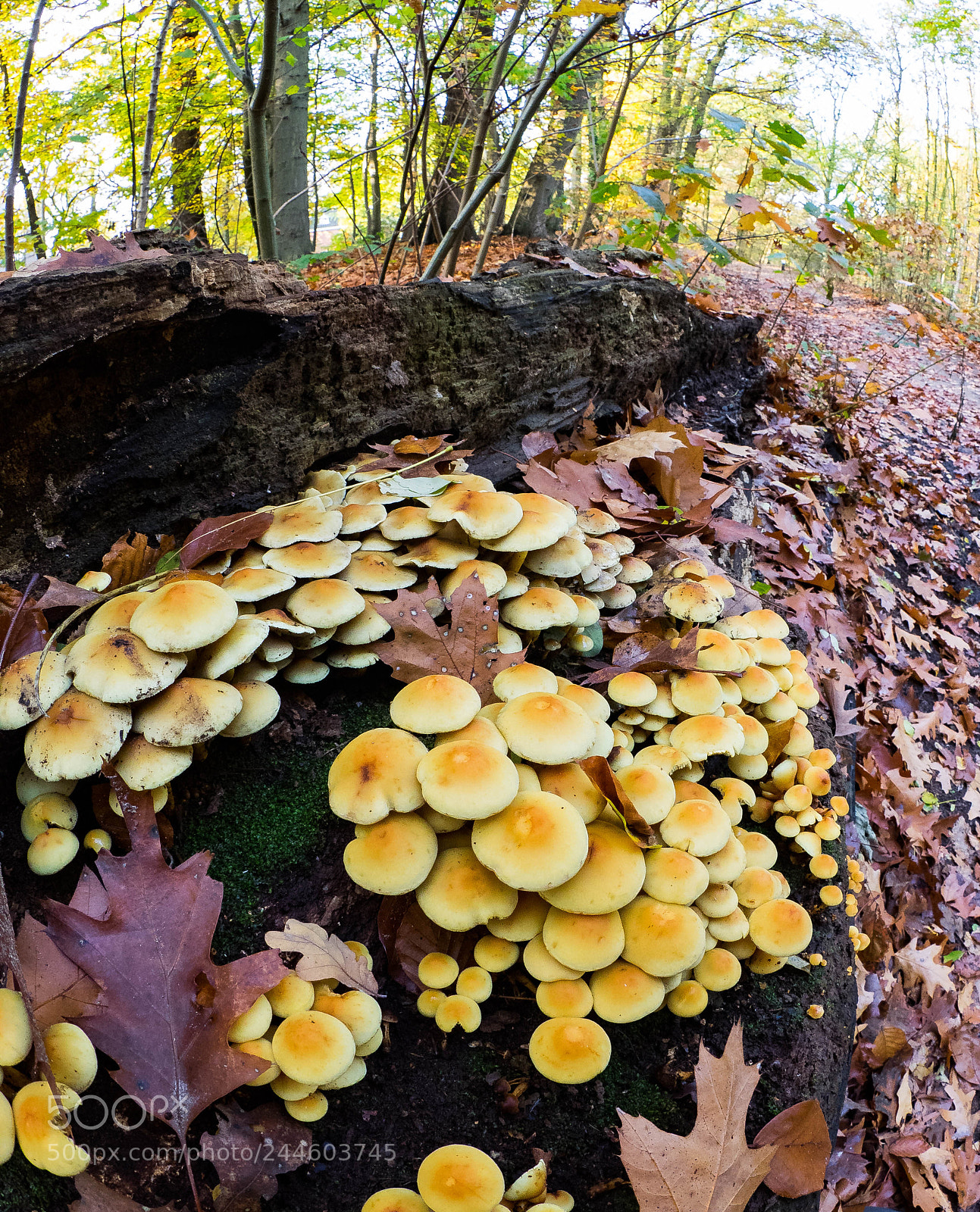 Olympus OM-D E-M1 sample photo. Group mushrooms on a photography