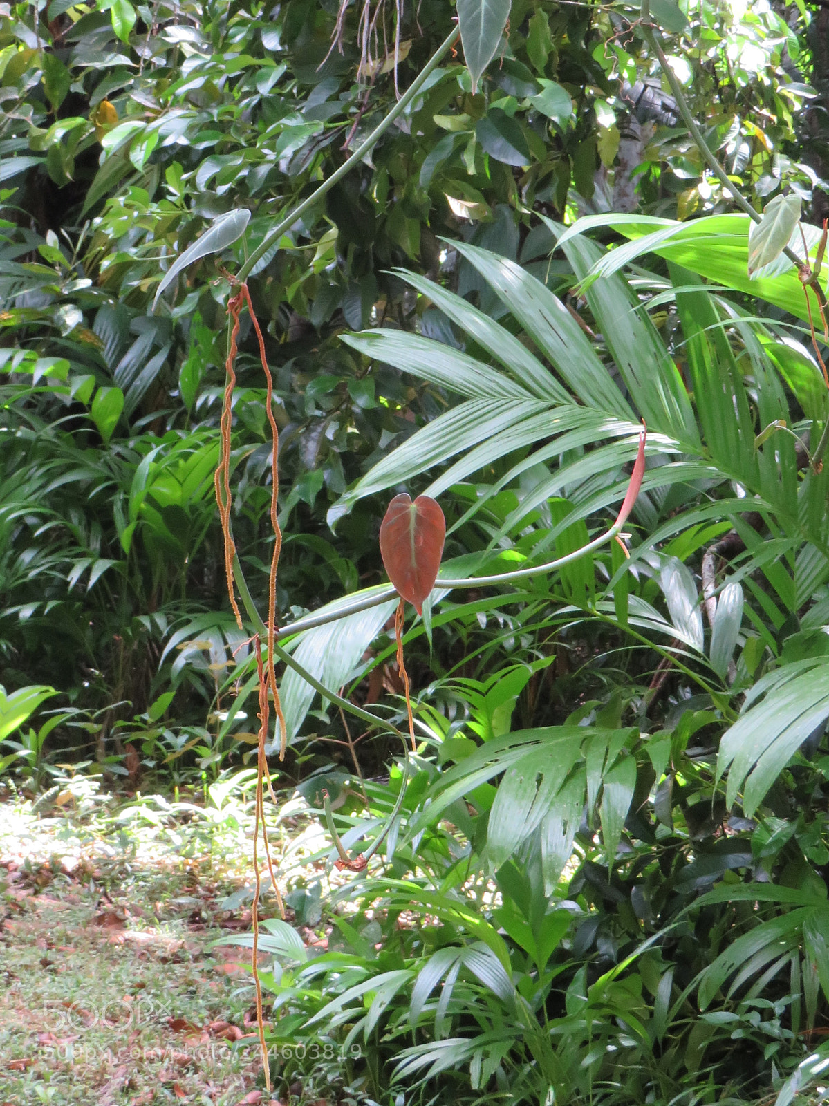 Canon PowerShot SX540 HS sample photo. Cirque de la jungle photography