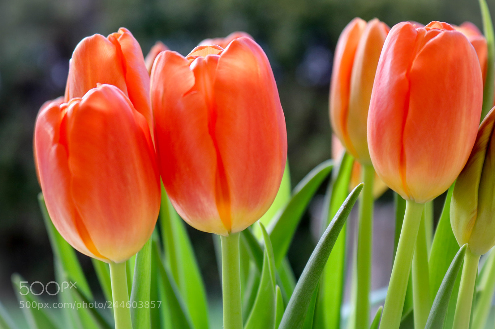 Canon EOS 750D (EOS Rebel T6i / EOS Kiss X8i) sample photo. Tulpen... photography