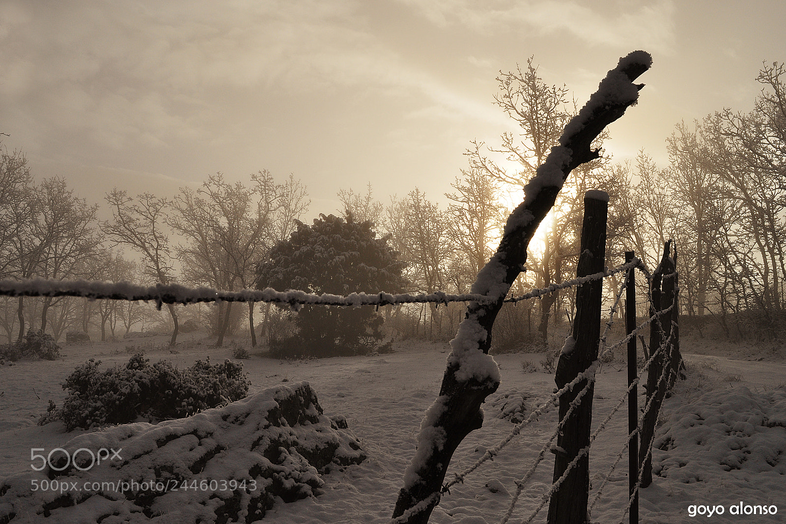 Nikon D5000 sample photo. Nieves photography