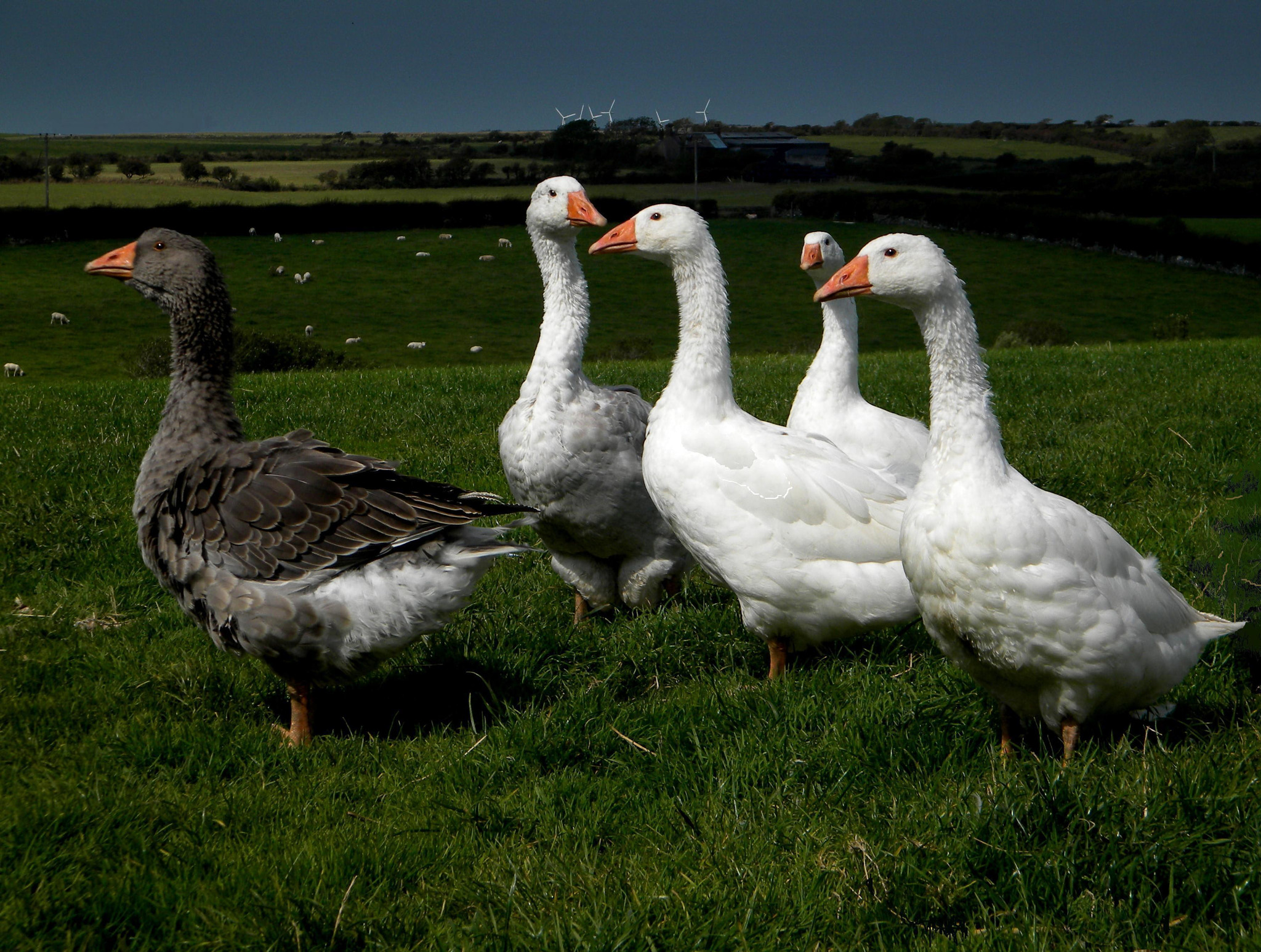 Nikon Coolpix L100 sample photo. Geese photography