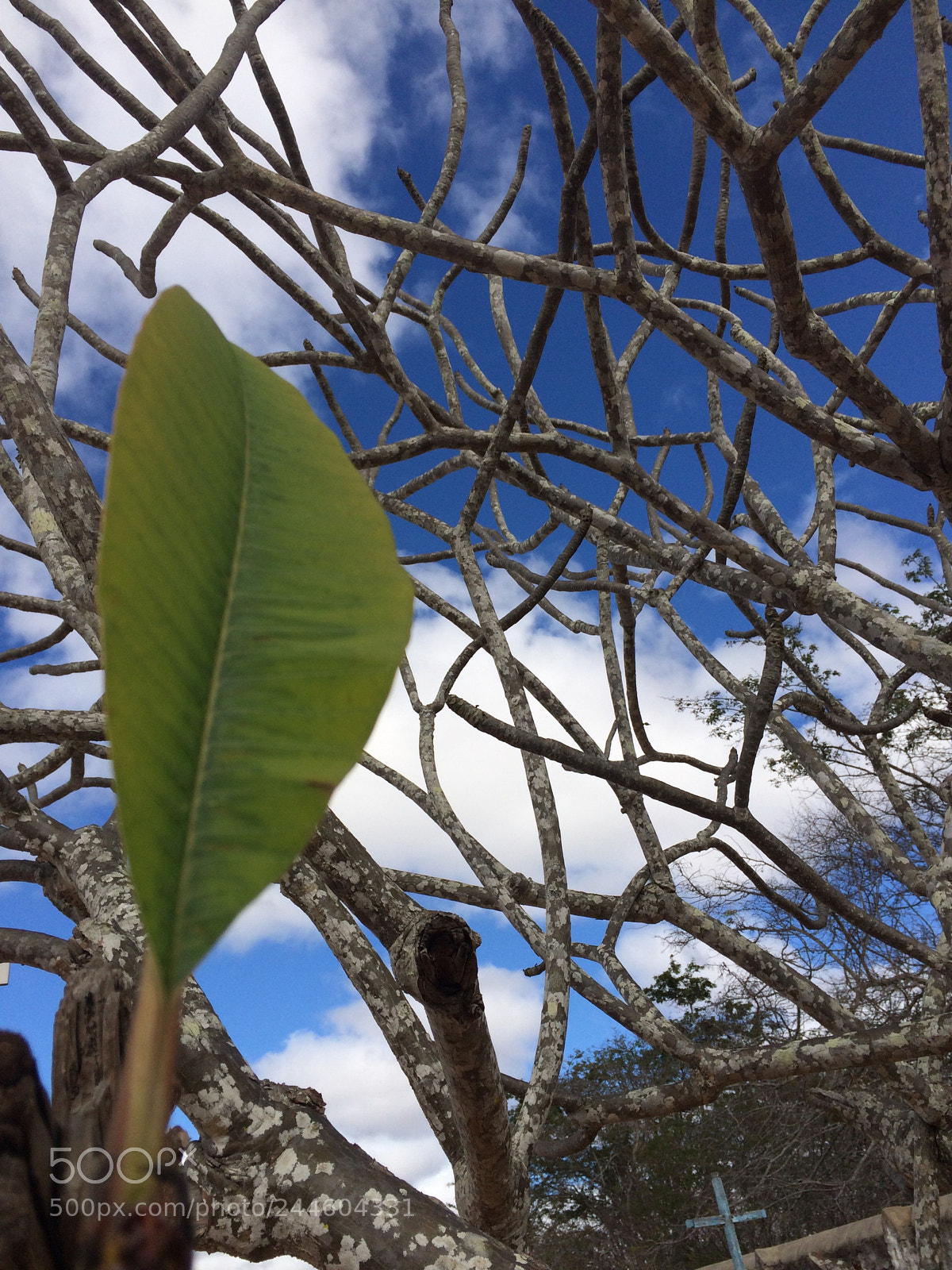 Apple iPhone 5s sample photo. Untitled photography