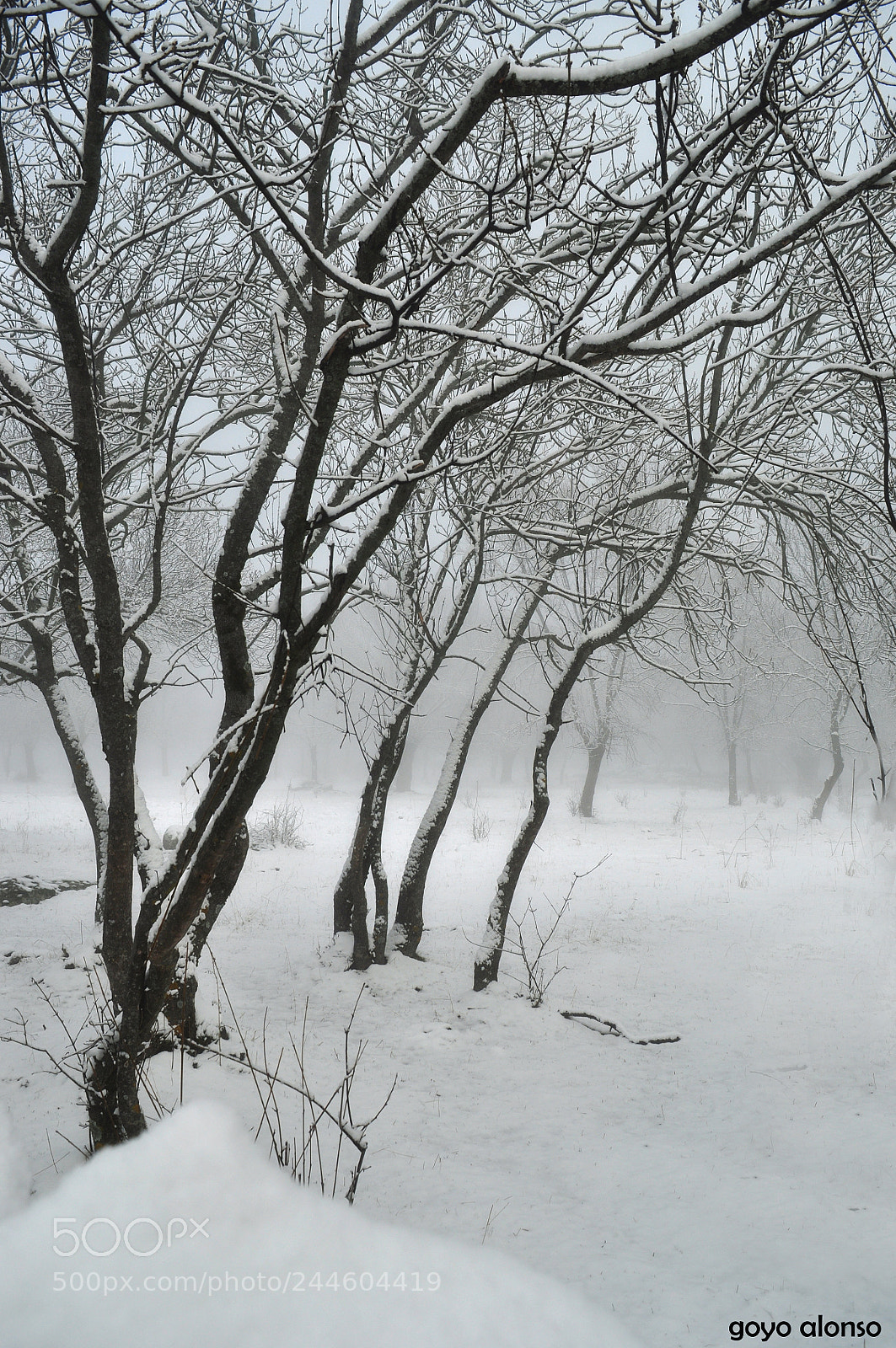 Nikon D5000 sample photo. Nieves photography