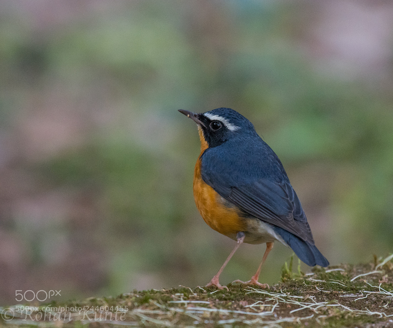 Nikon D500 sample photo. Indian blue robin photography
