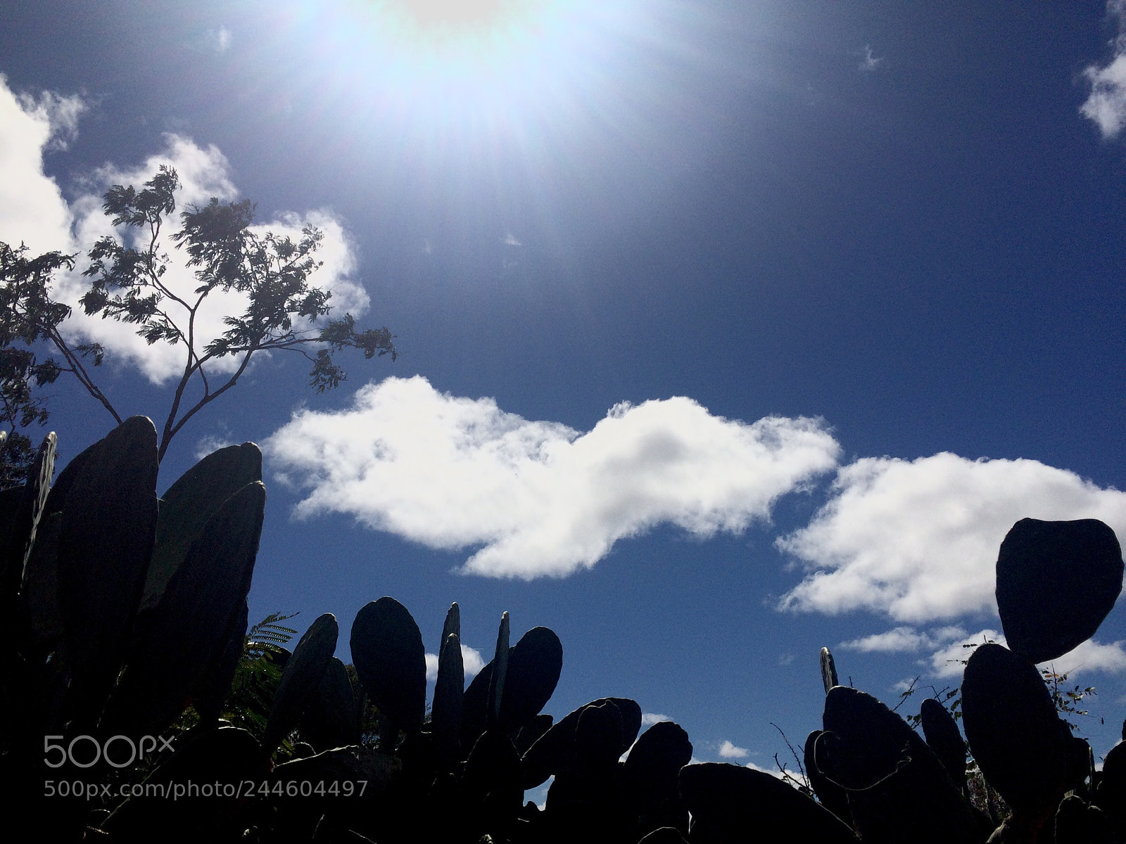 Apple iPhone 5s sample photo. Untitled photography