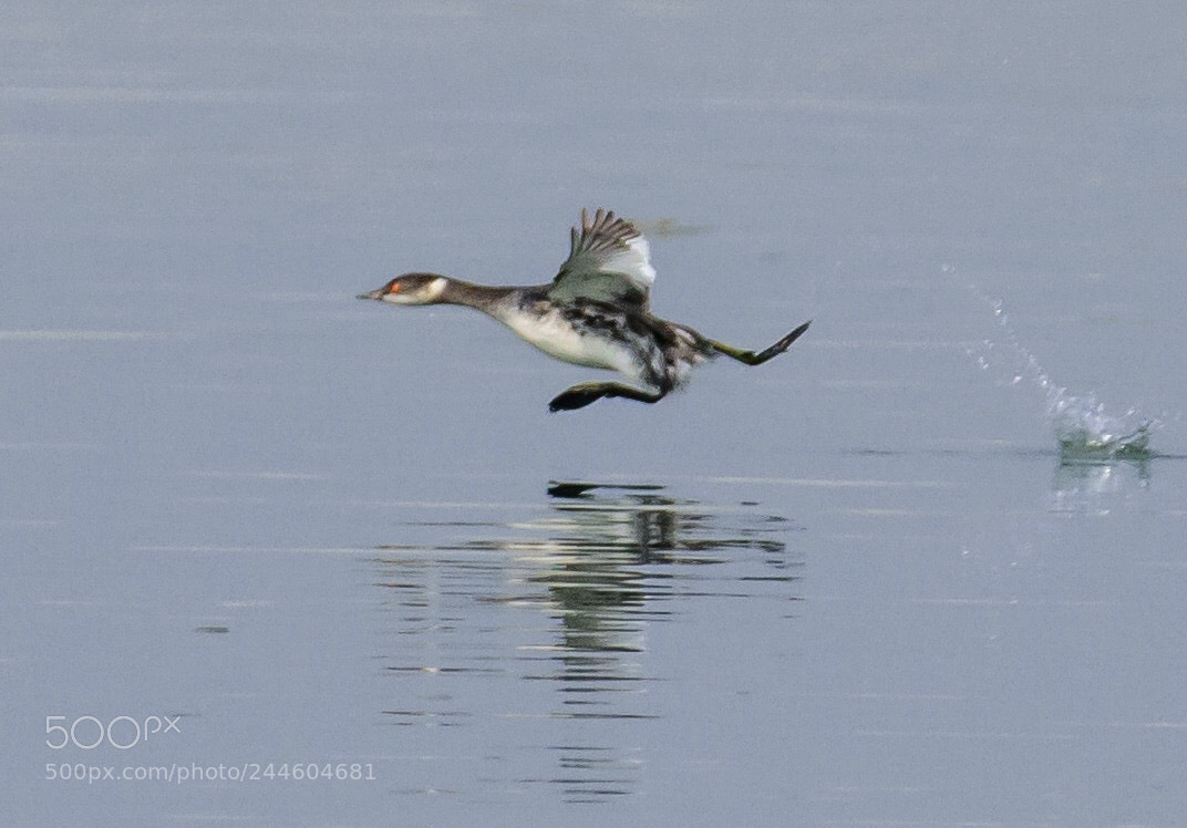Nikon D810 sample photo. Sprinting on water ...... photography