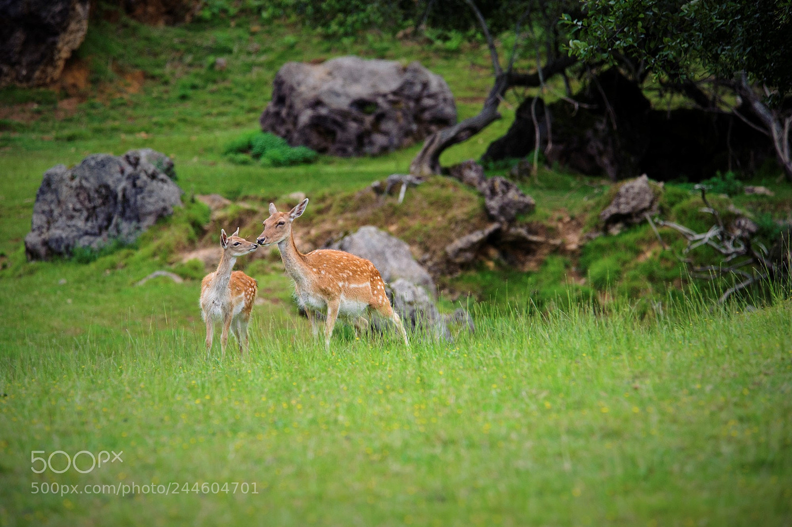 Nikon D700 sample photo. 282 photography