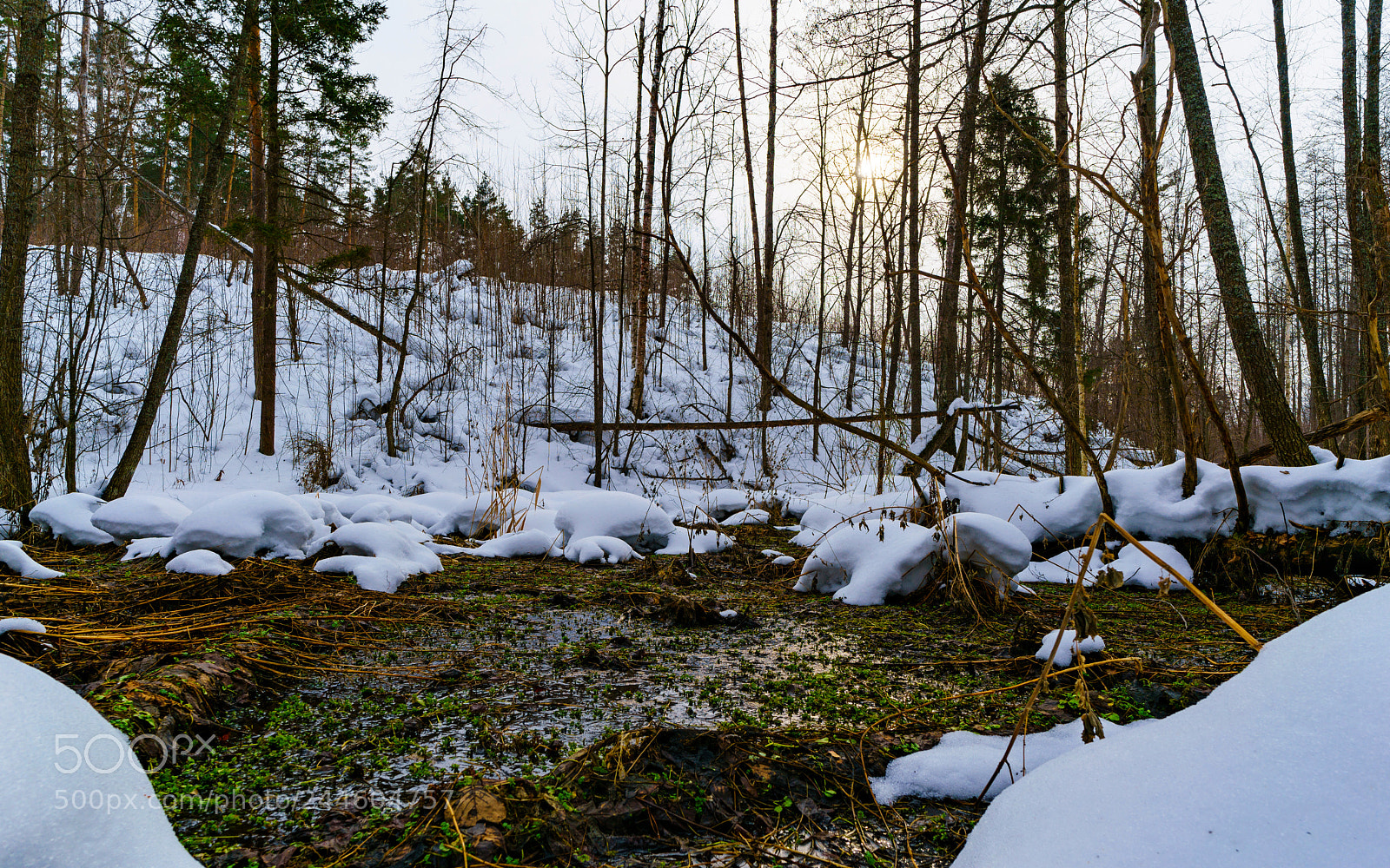 Sony a7R II sample photo. Spring is near! photography