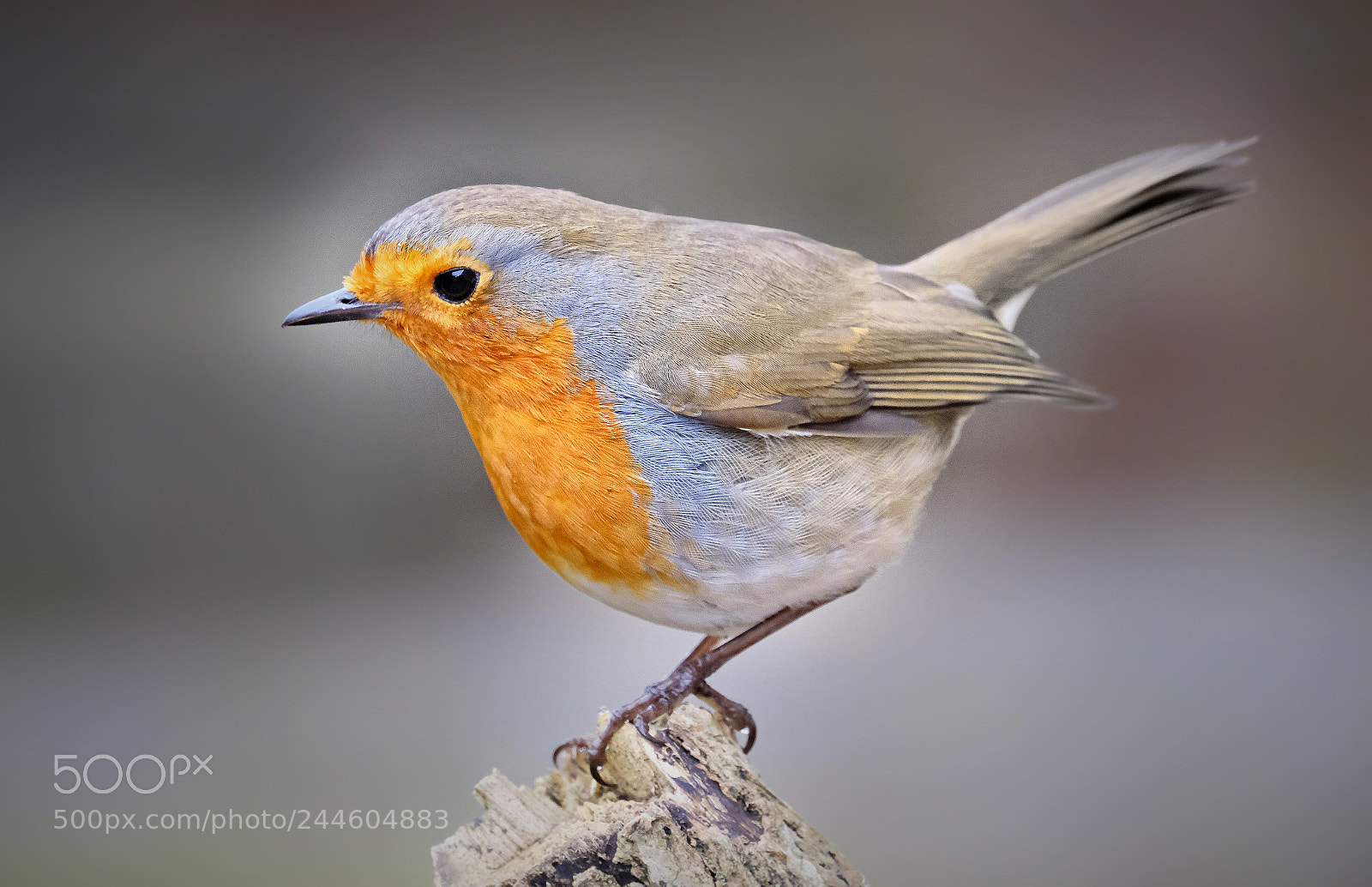 Fujifilm X-T20 sample photo. "thursday's robin". photography
