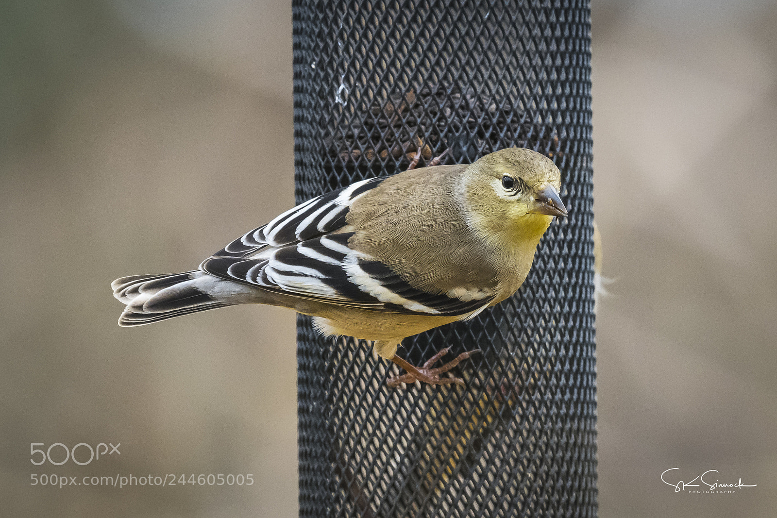 Nikon D850 sample photo. American goldfinch photography