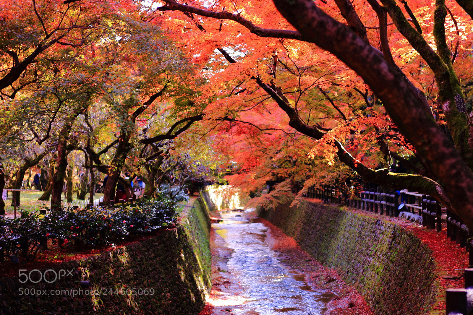 Canon EOS 100D (EOS Rebel SL1 / EOS Kiss X7) sample photo. Japanese autumn photography