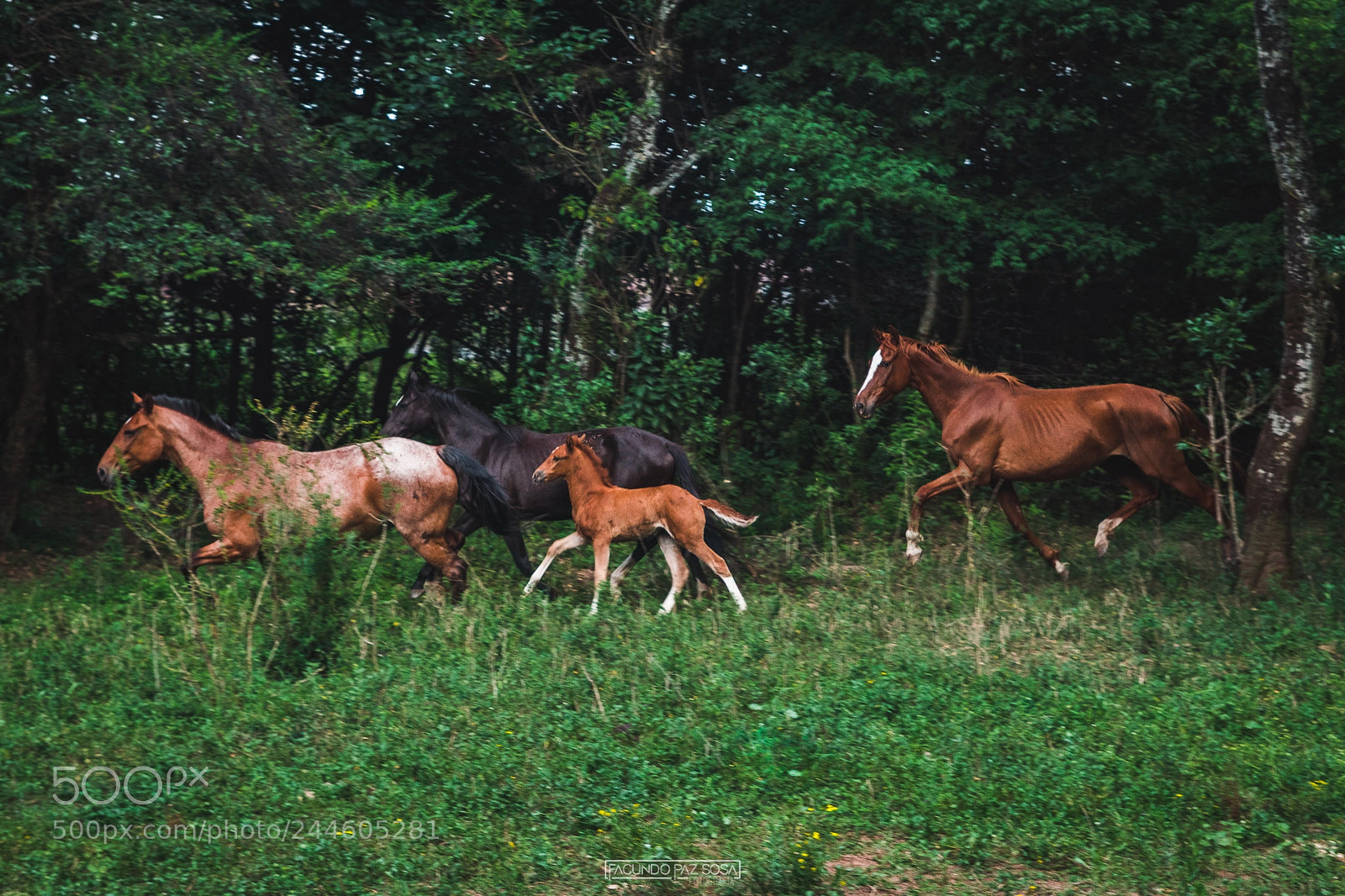 Canon EOS 77D (EOS 9000D / EOS 770D) sample photo. Perros gigantes ? photography