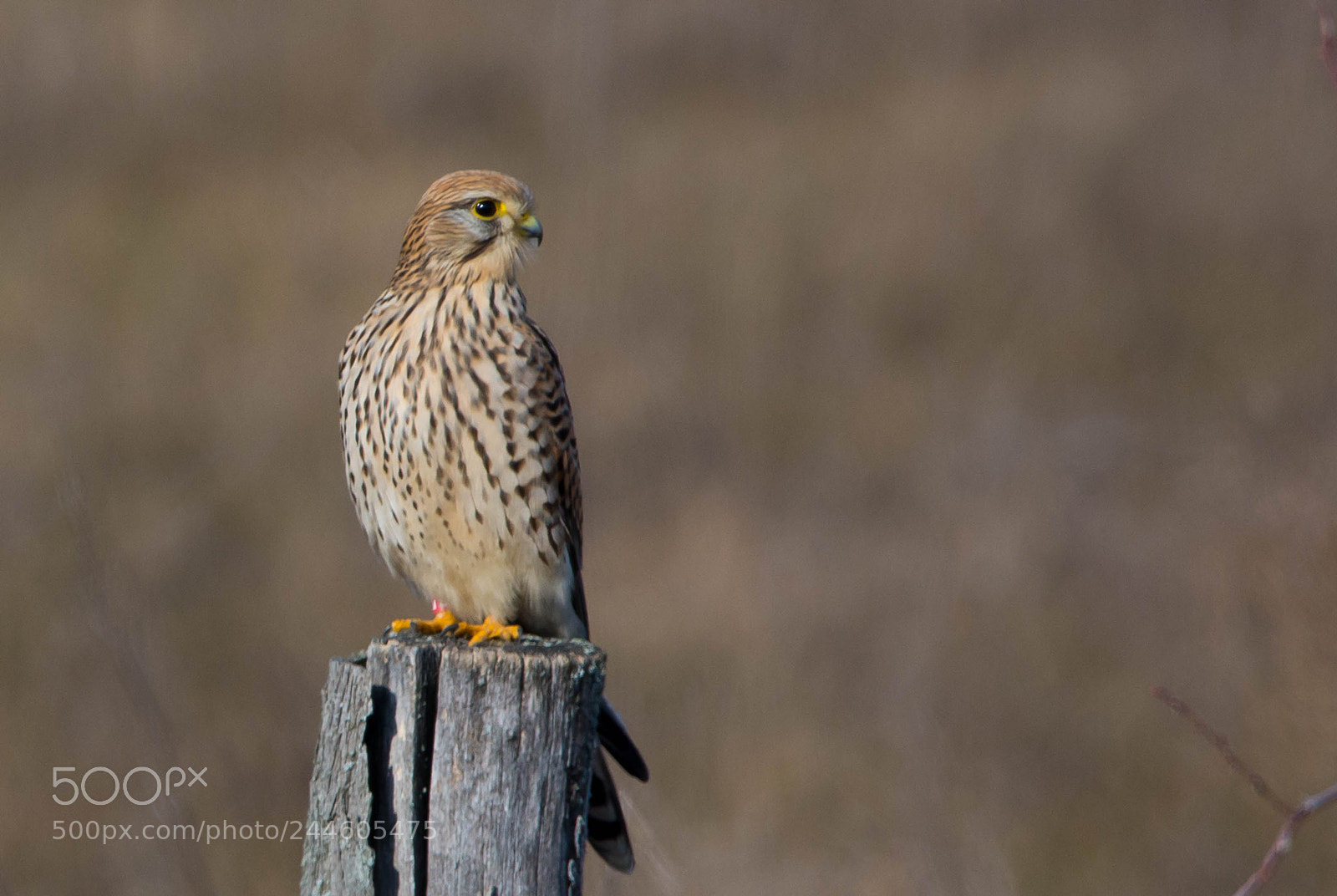 Nikon D7100 sample photo. Falco tinnunculus photography