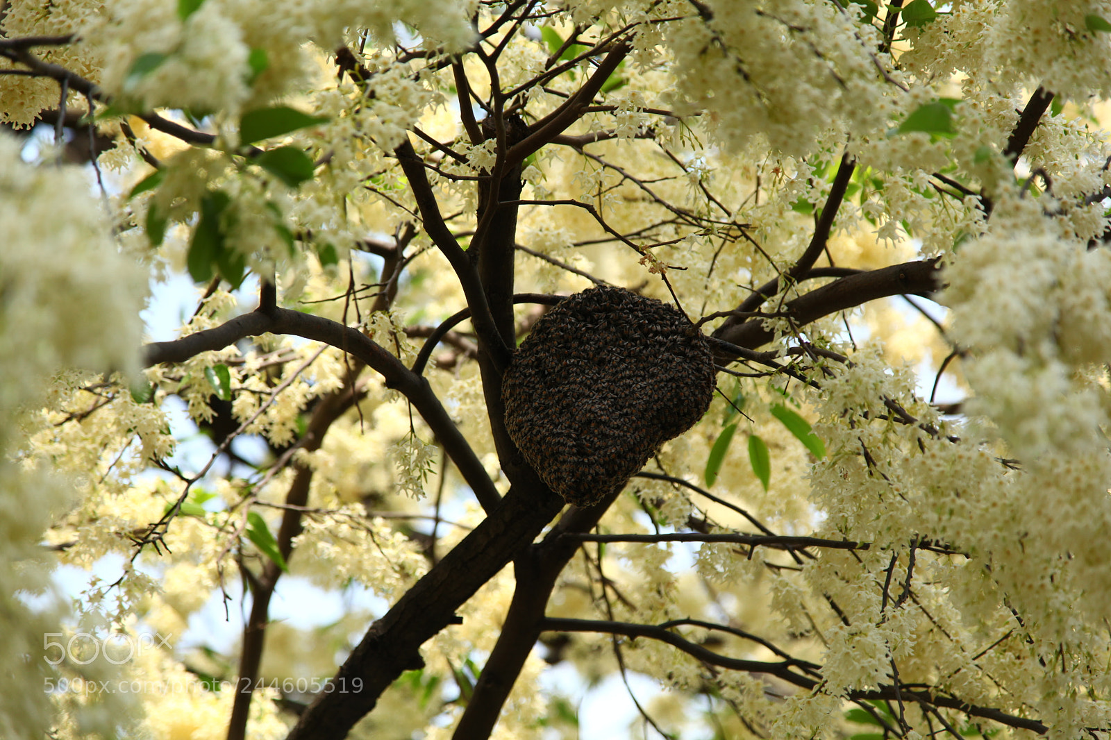 Canon EF 24-105mm F4L IS USM sample photo. Shorea roxburghii g.don photography