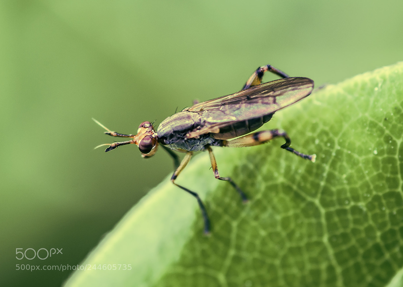 Nikon D7200 sample photo. Fly member of sciomyzidae photography