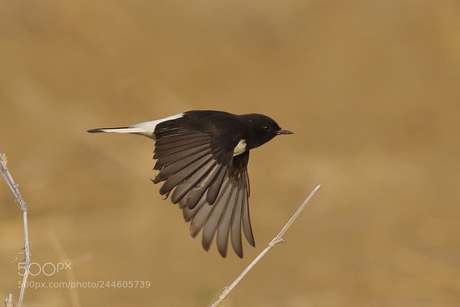 Canon EOS 7D Mark II sample photo. Variable wheatear photography