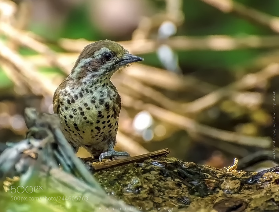 Nikon D7200 sample photo. Speckled piculet ~ picumnus innominatus photography
