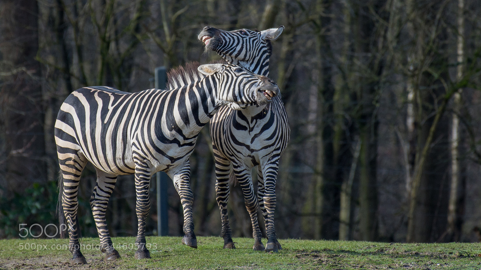 Nikon D500 sample photo. Funny :) photography