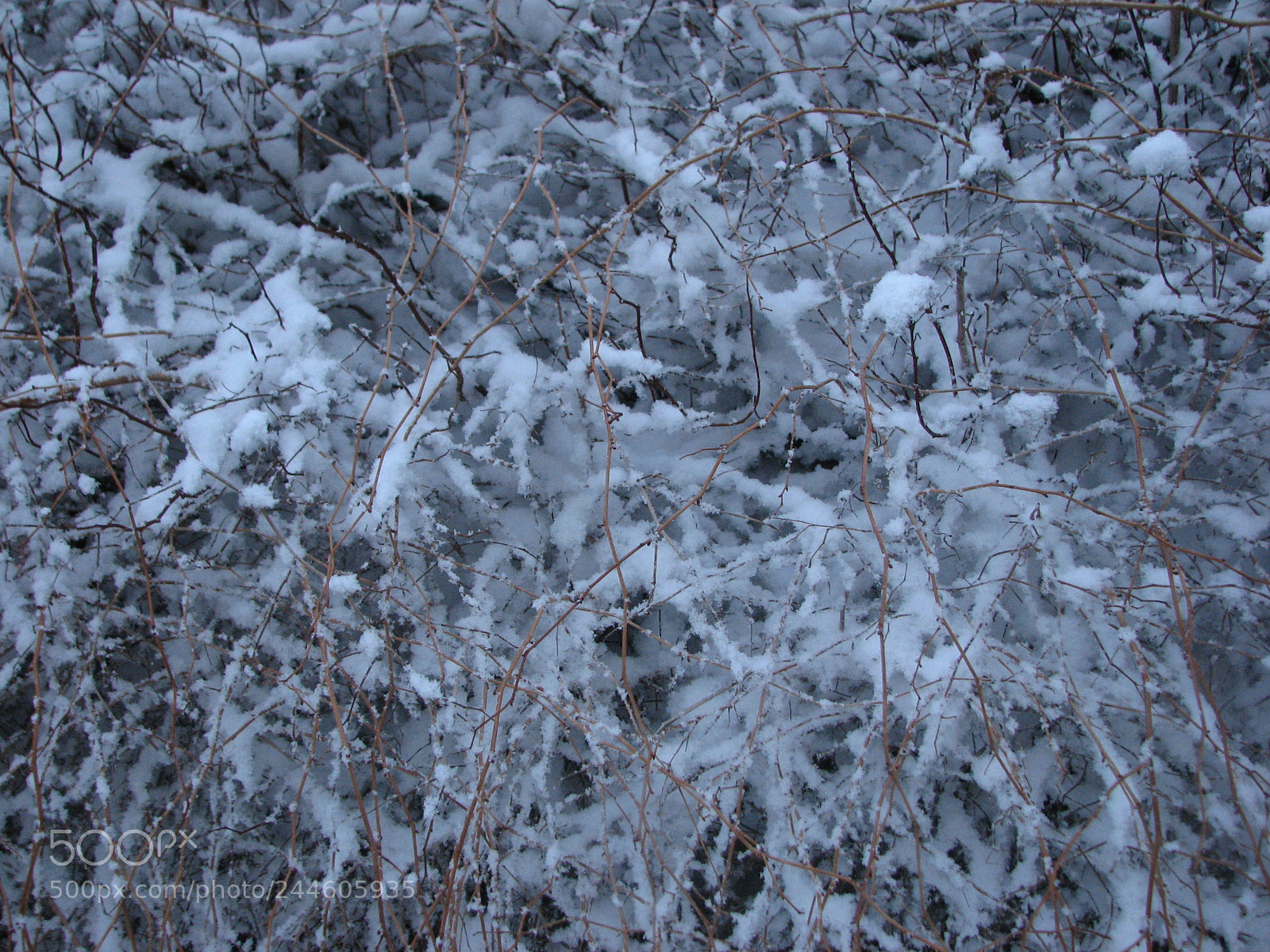 Canon POWERSHOT S3 IS sample photo. Snowlace photography