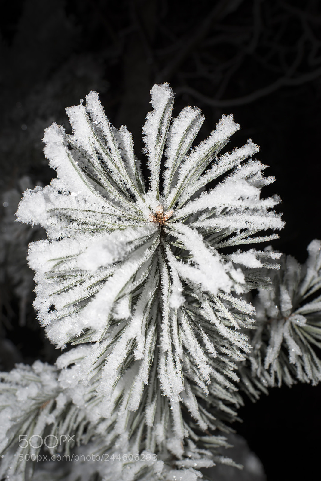 Nikon D800E sample photo. Pine tree branches covered photography