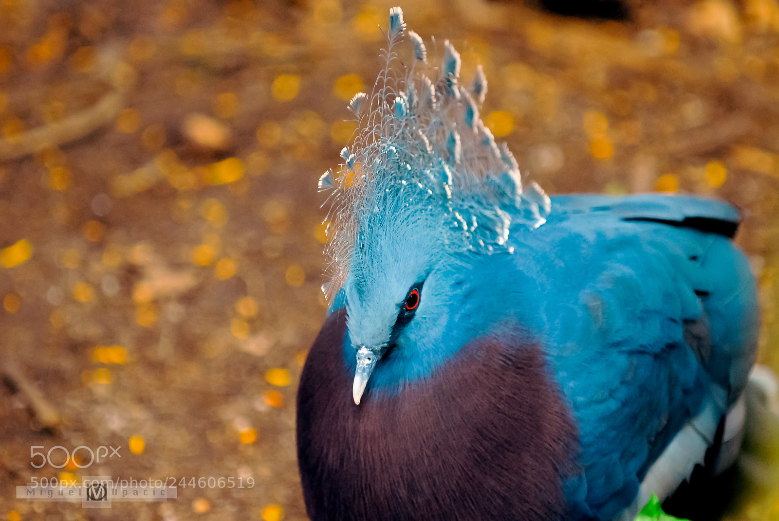 Nikon D200 sample photo. Pigeon photography