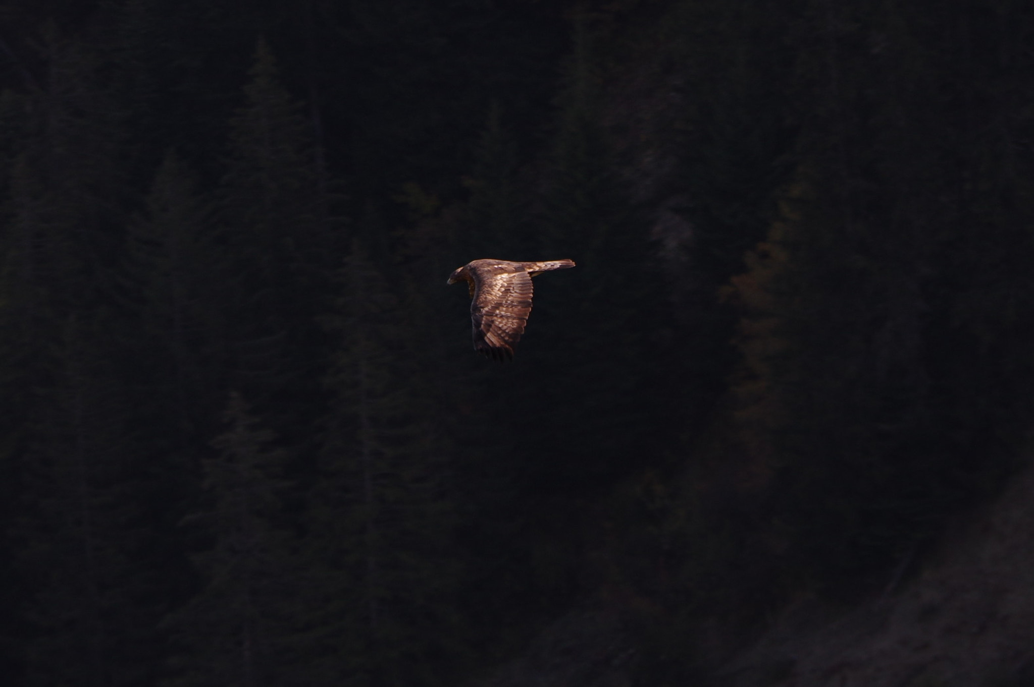 Pentax K-3 sample photo. Eagle photography