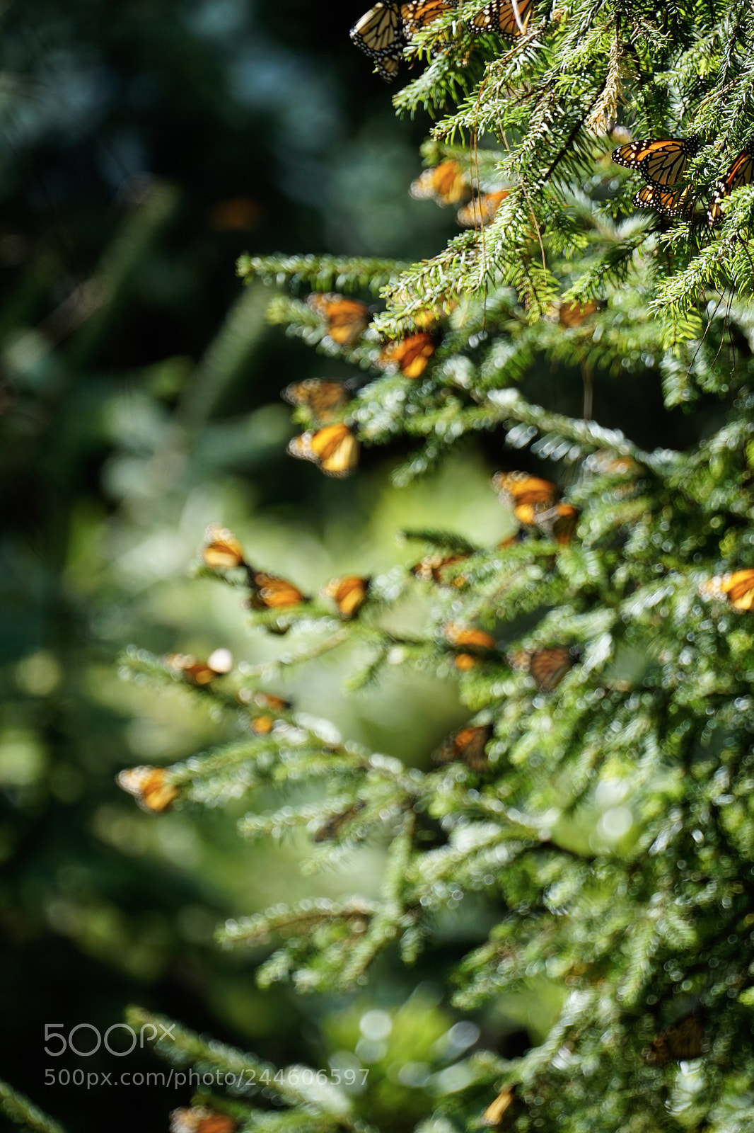 Sony a6500 sample photo. Monarch butterflies photography