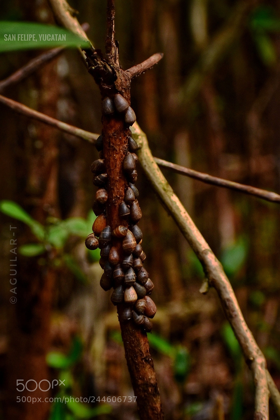 Nikon D3400 sample photo. Caracolitos photography