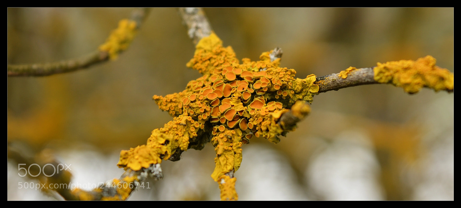 Nikon D3200 sample photo. Detail photography