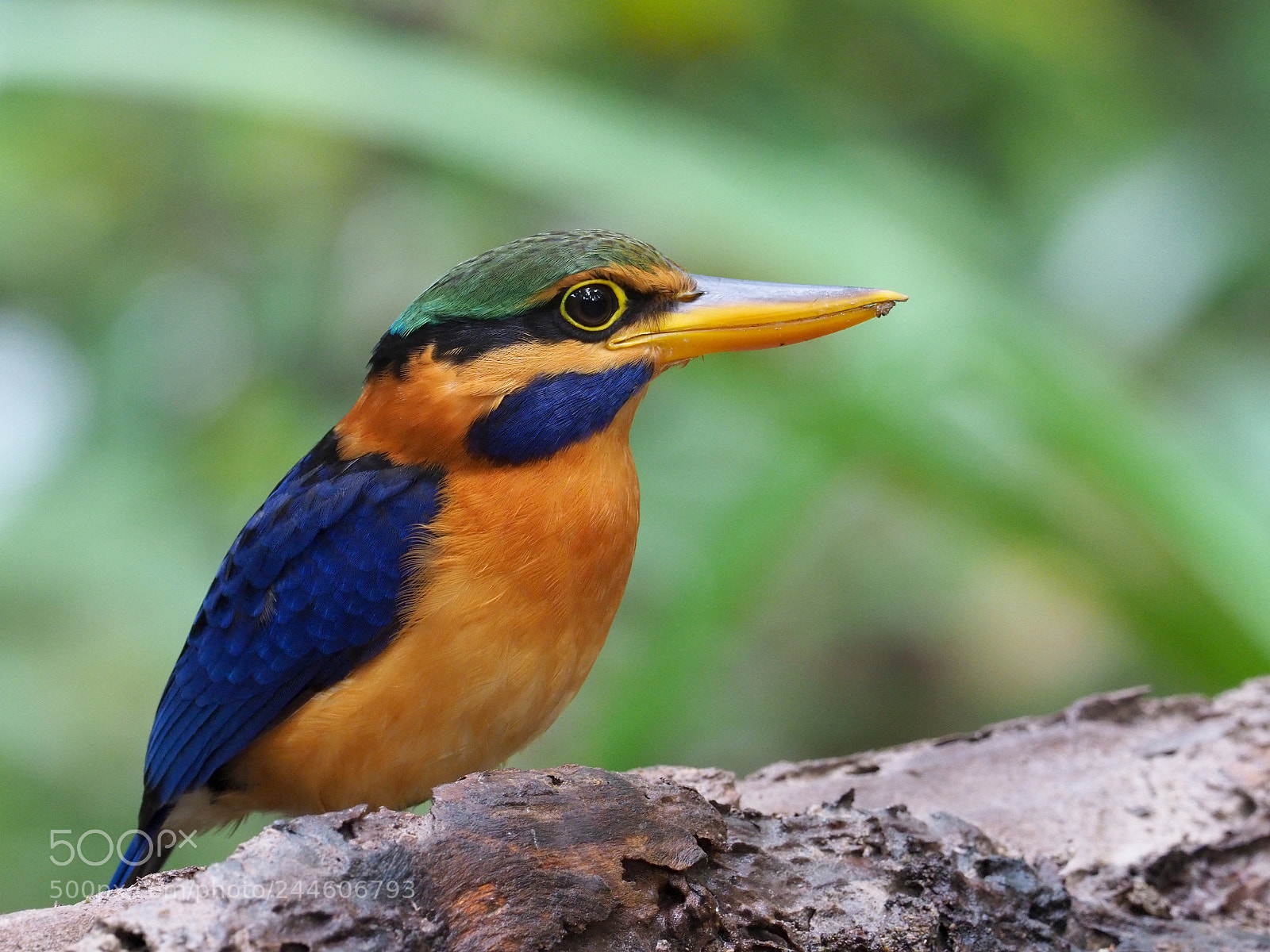 Olympus OM-D E-M1 Mark II sample photo. Rufous-collared kingfisher photography