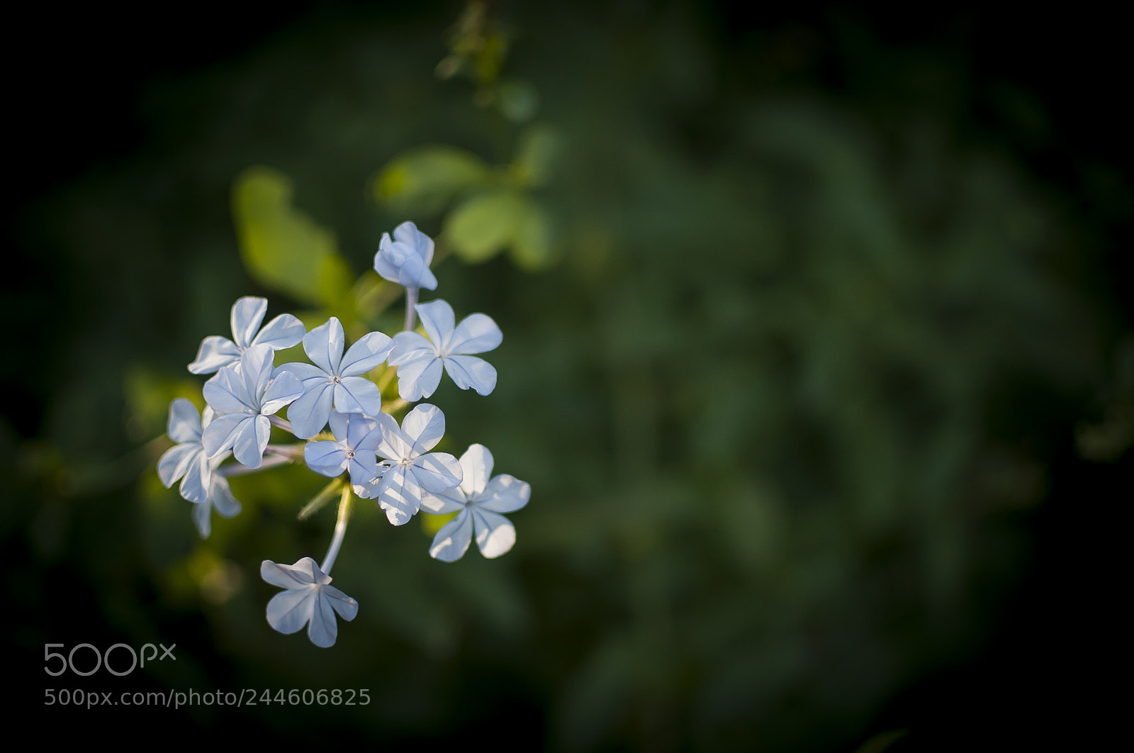 Nikon D700 sample photo. Flower photography