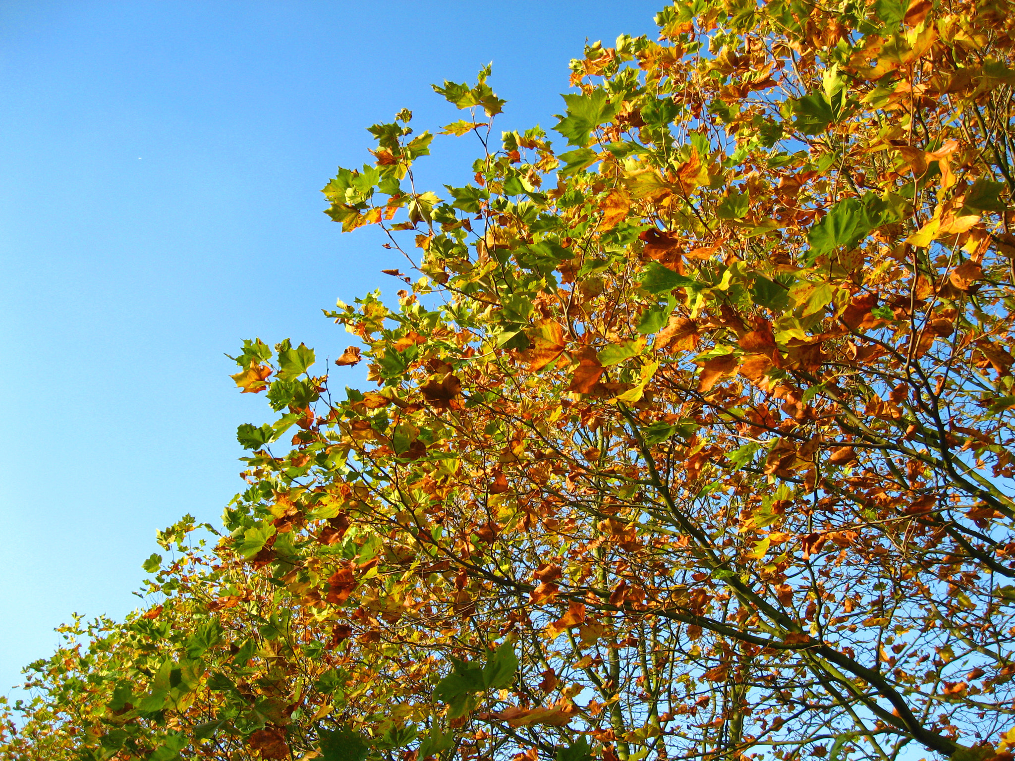 Canon POWERSHOT A550 sample photo. Autumn leaves changing colour photography